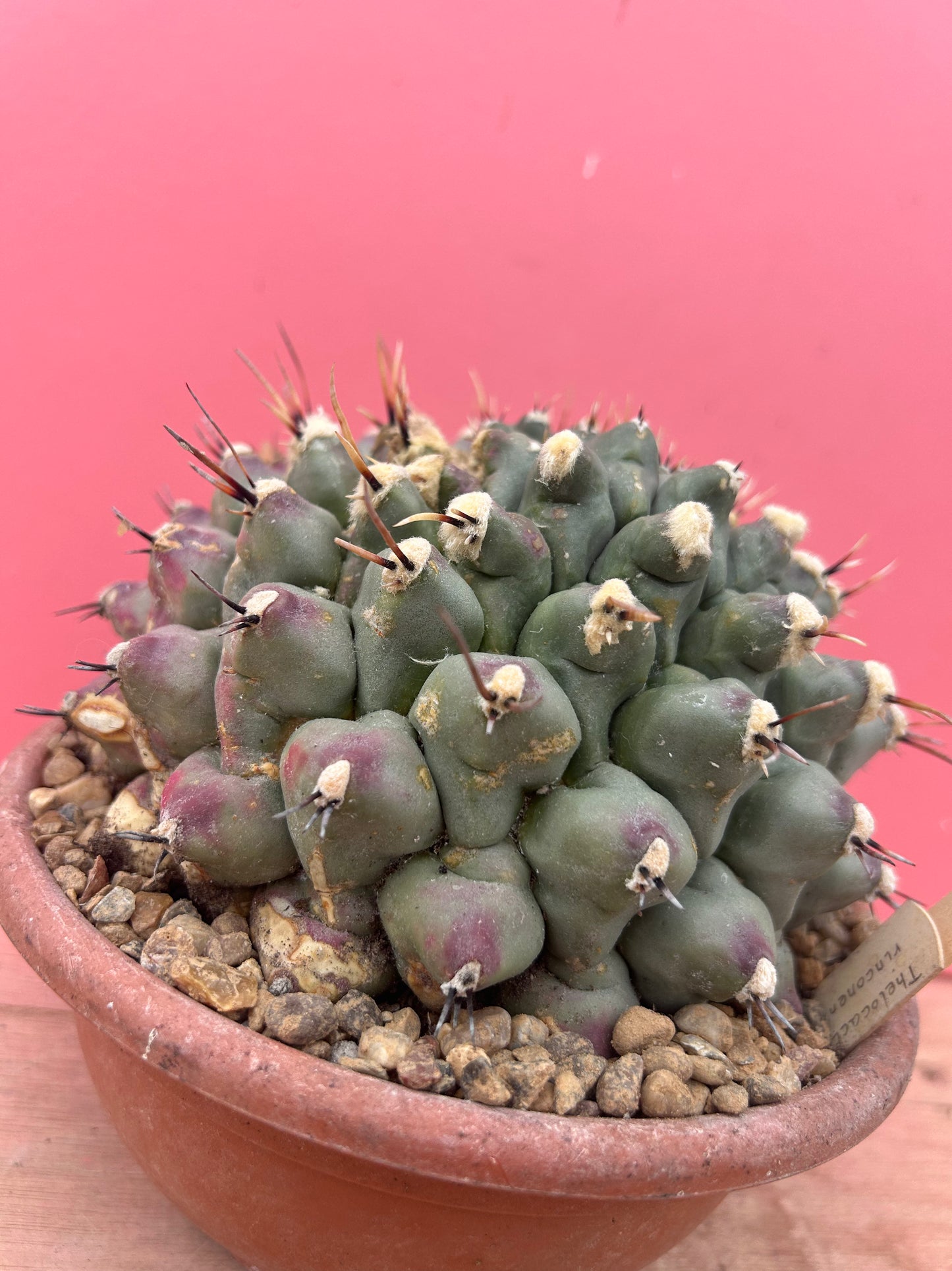 Thelocactus rinconensis in need of TLC (967)