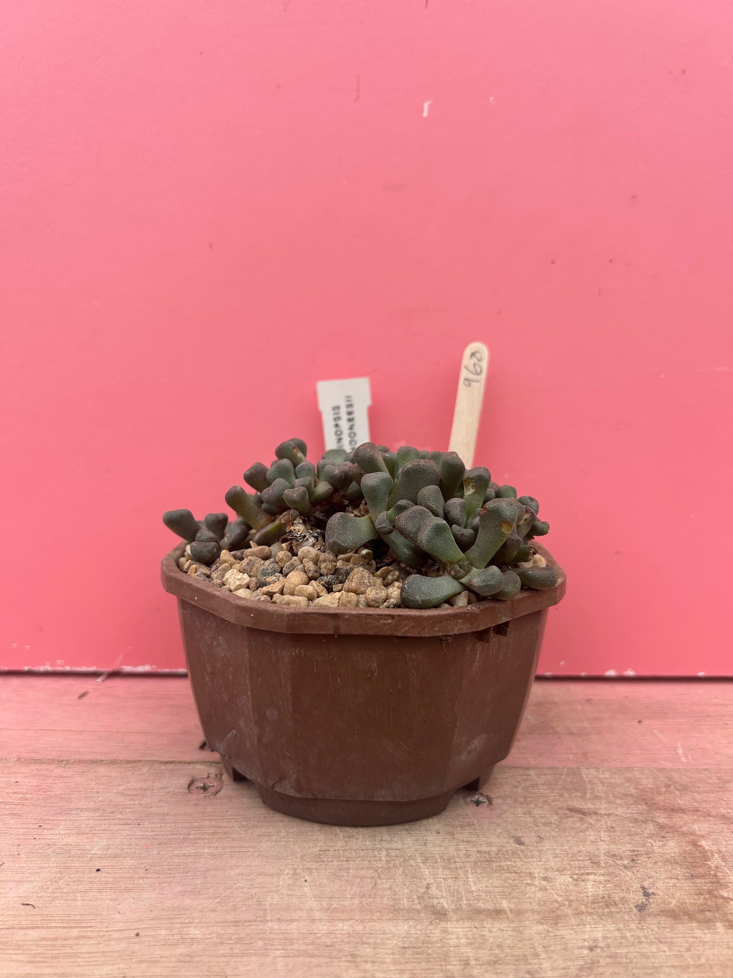 Aloinopsis schooneesii (968)