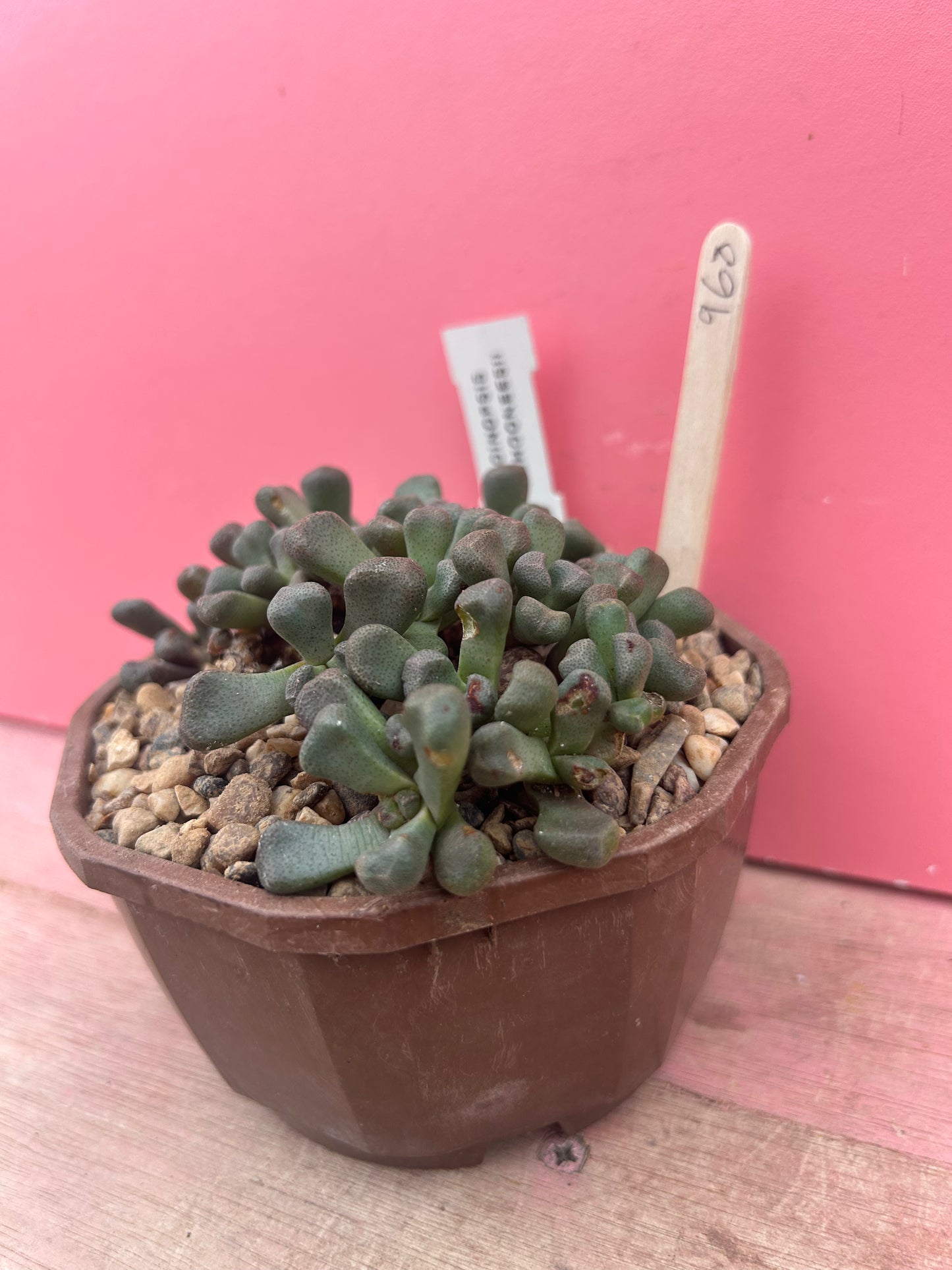 Aloinopsis schooneesii (968)