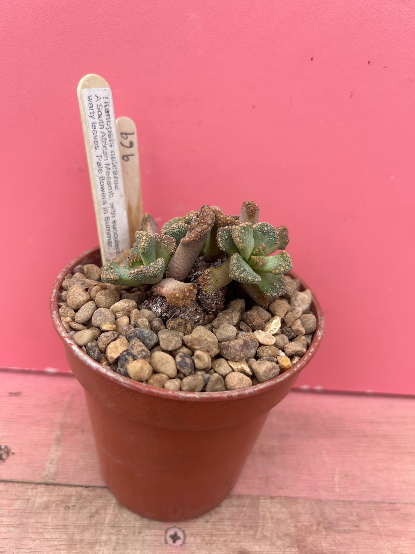 Titanopsis calcarea (969)