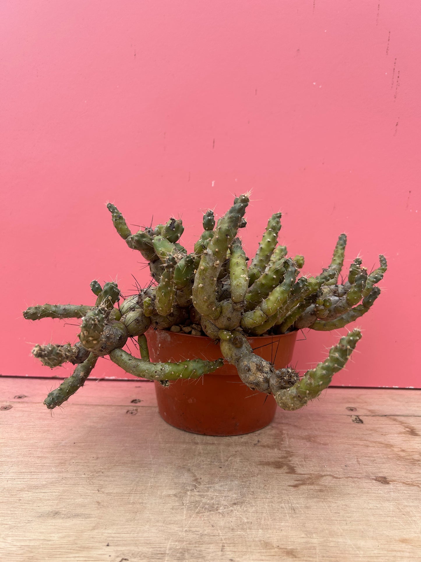 Maihueniopsis ovallei/glomerata (970)