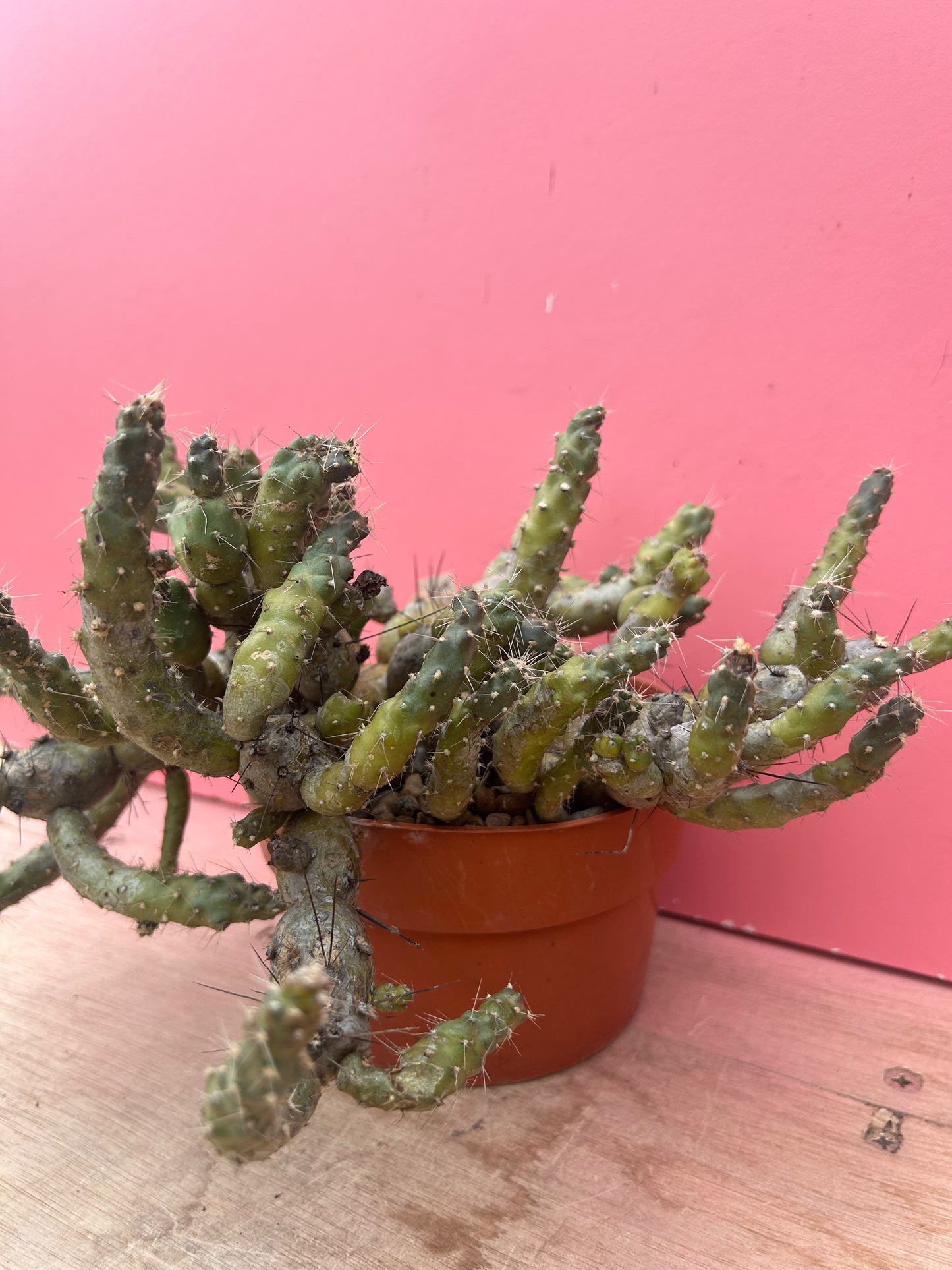 Maihueniopsis ovallei/glomerata (970)