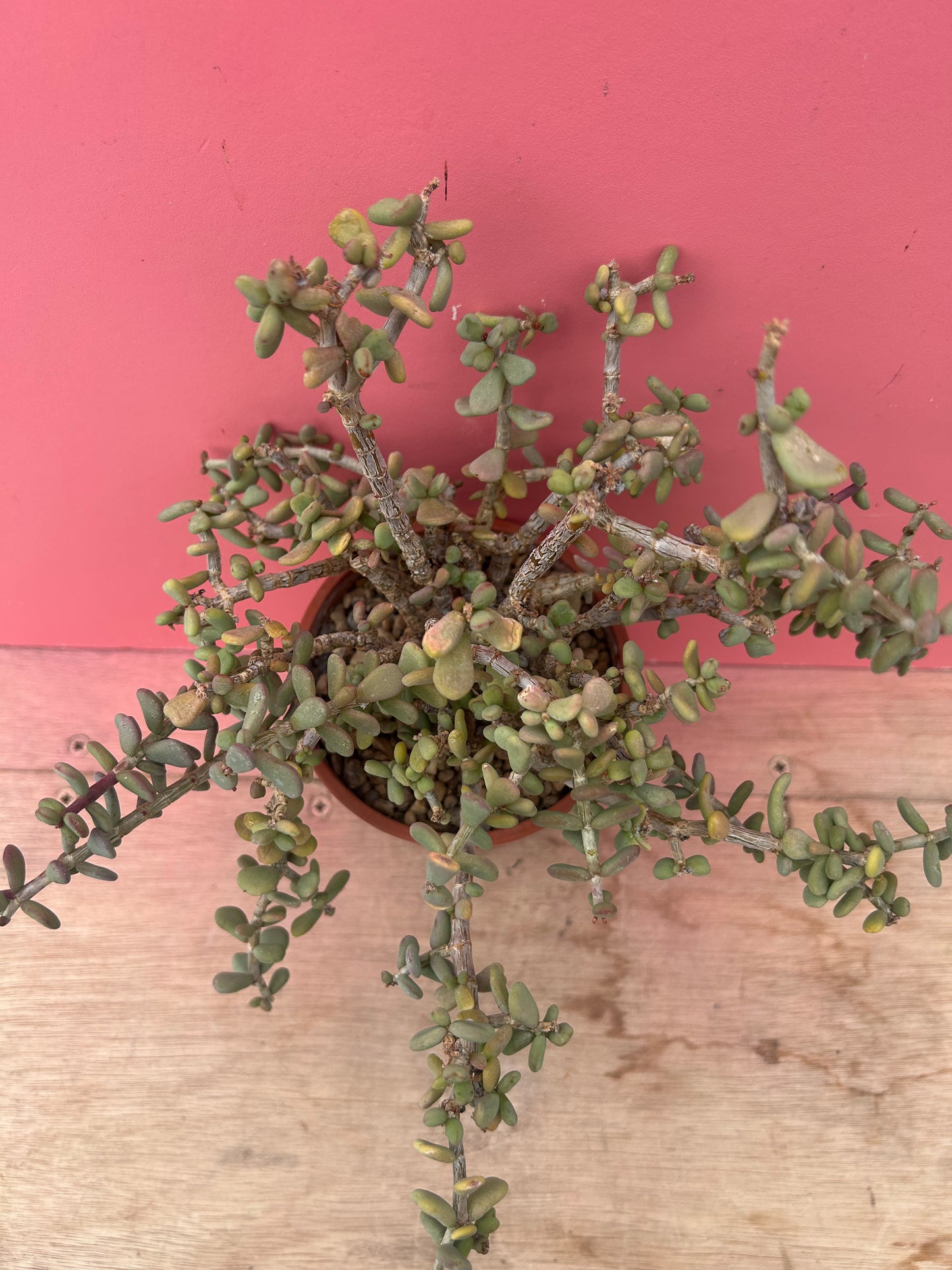 Oscularia species (971)