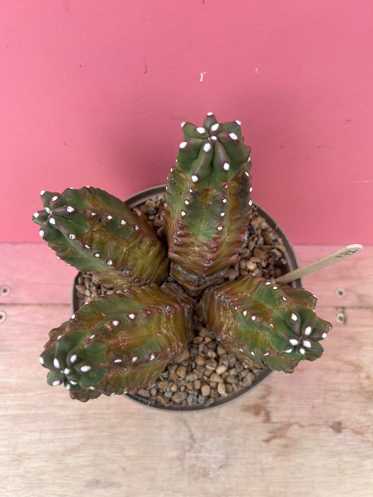 Echinopsis in need of adoption! (972)