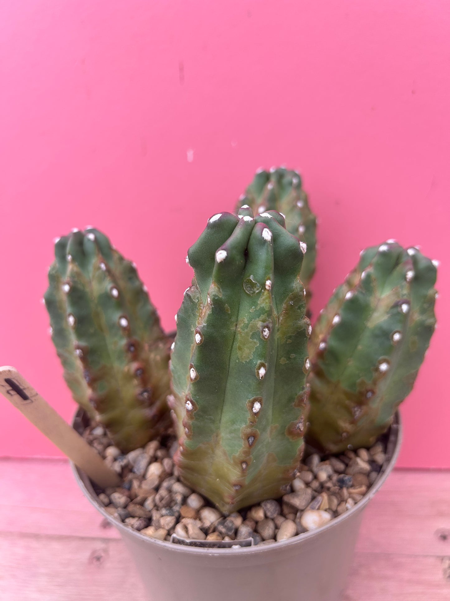 Echinopsis in need of adoption! (972)