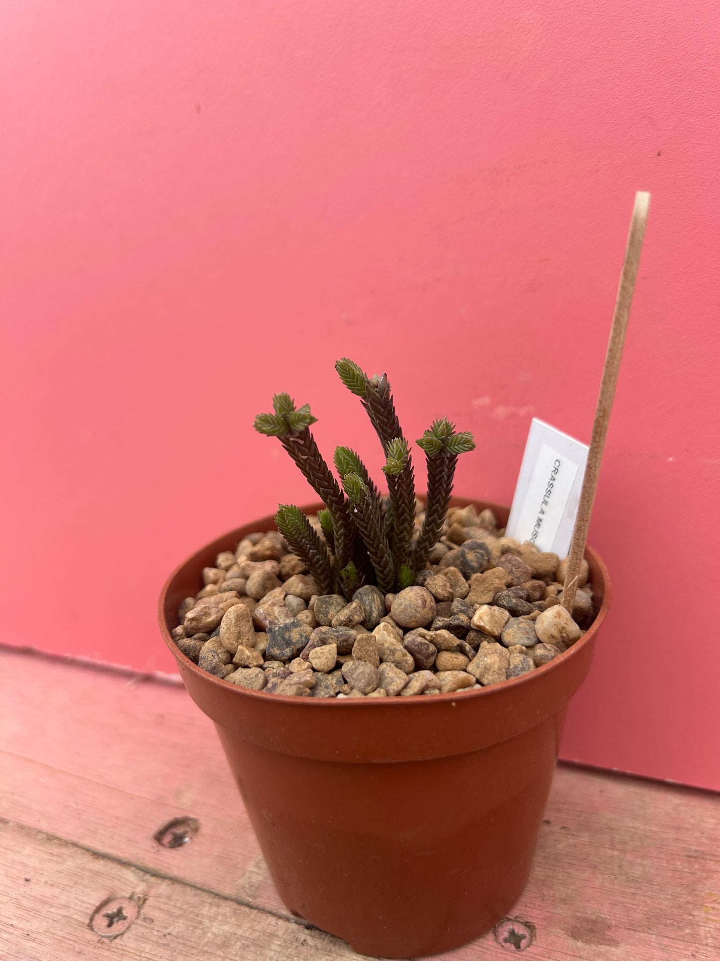 Crassula muscosa 'Watch Chain Plant' (974)