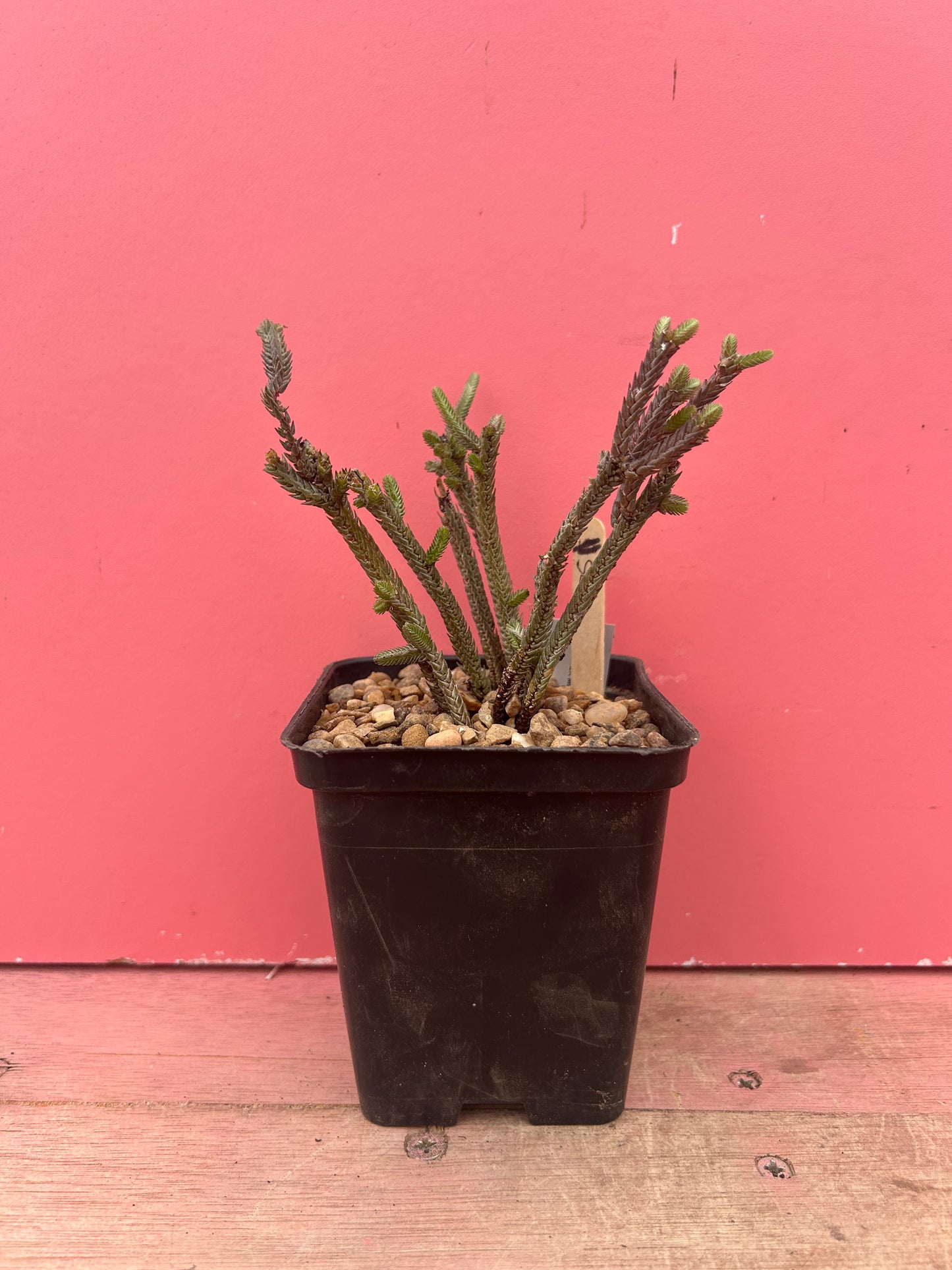 Crassula muscosa 'Watch Chain Plant' (975)