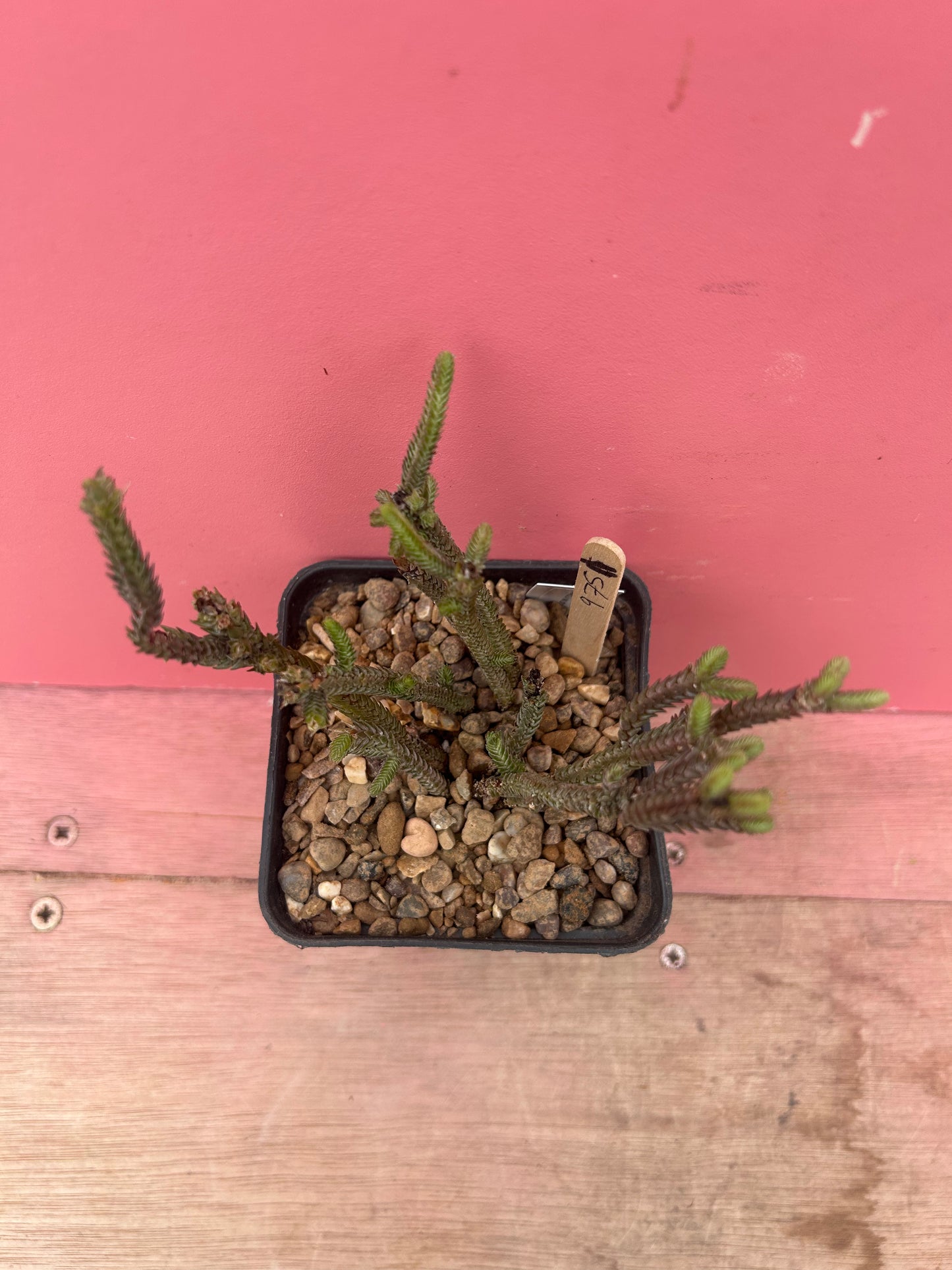 Crassula muscosa 'Watch Chain Plant' (975)