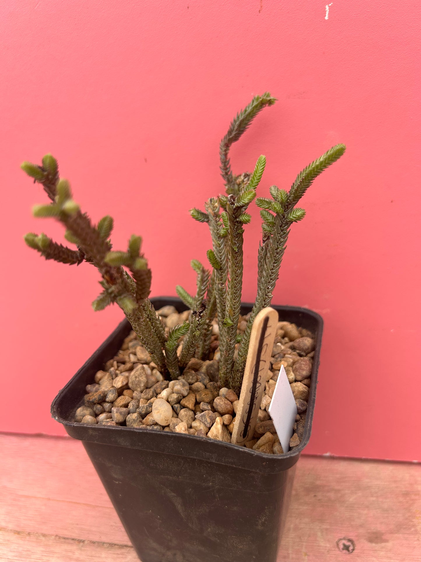 Crassula muscosa 'Watch Chain Plant' (975)