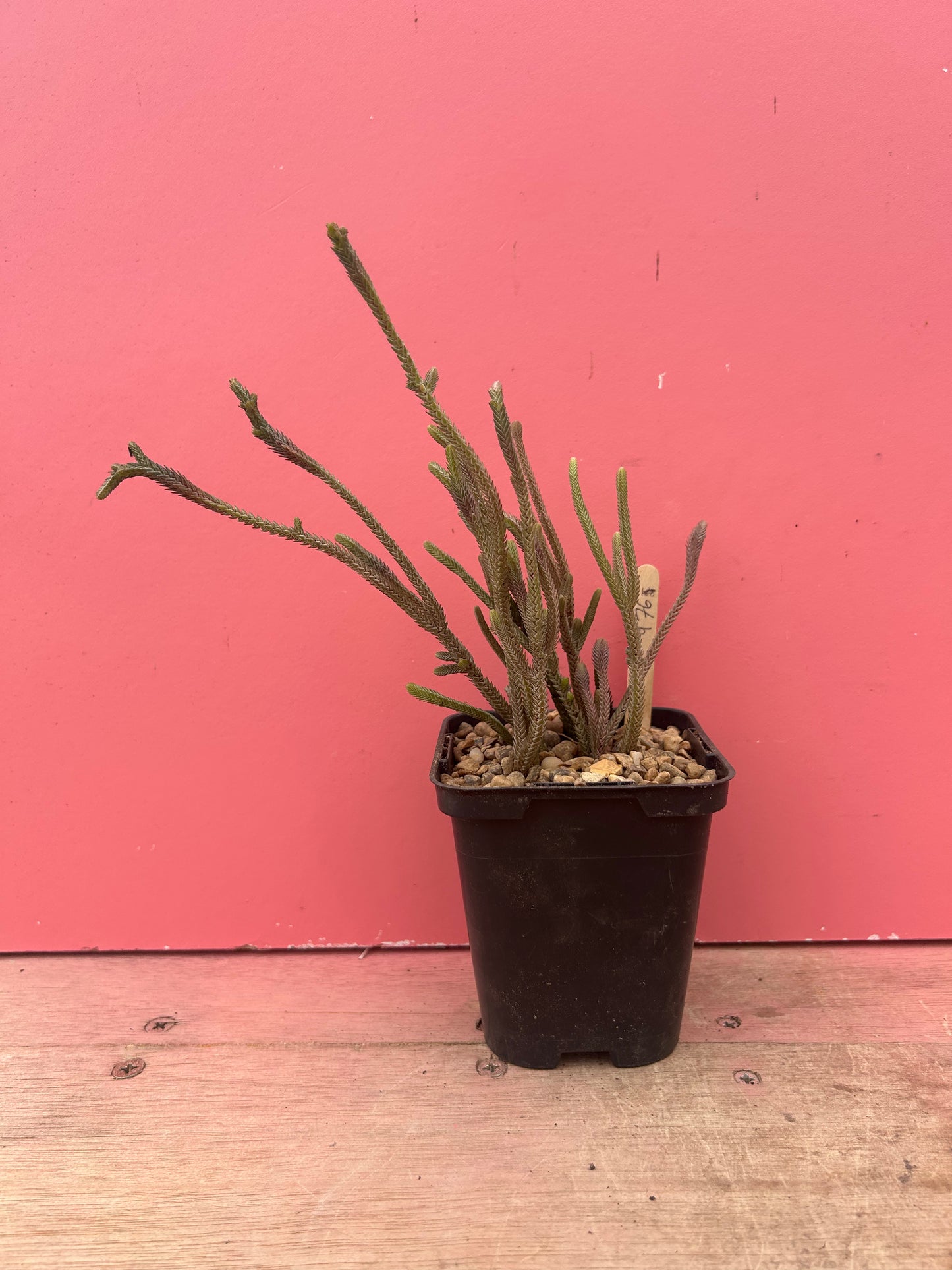 Crassula muscosa 'Watch Chain Plant' (976)