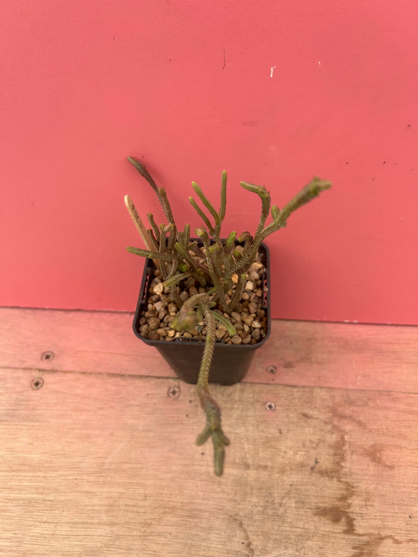 Crassula muscosa 'Watch Chain Plant' (976)