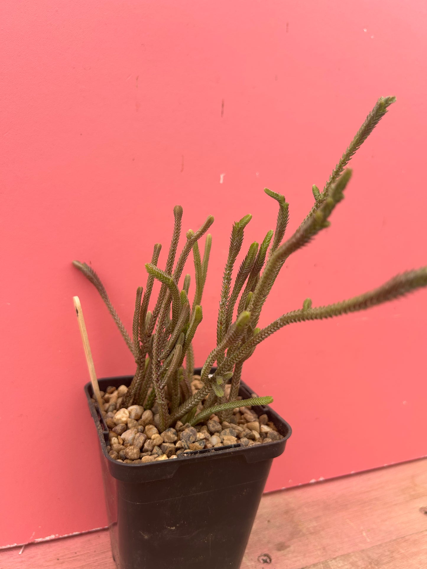 Crassula muscosa 'Watch Chain Plant' (976)