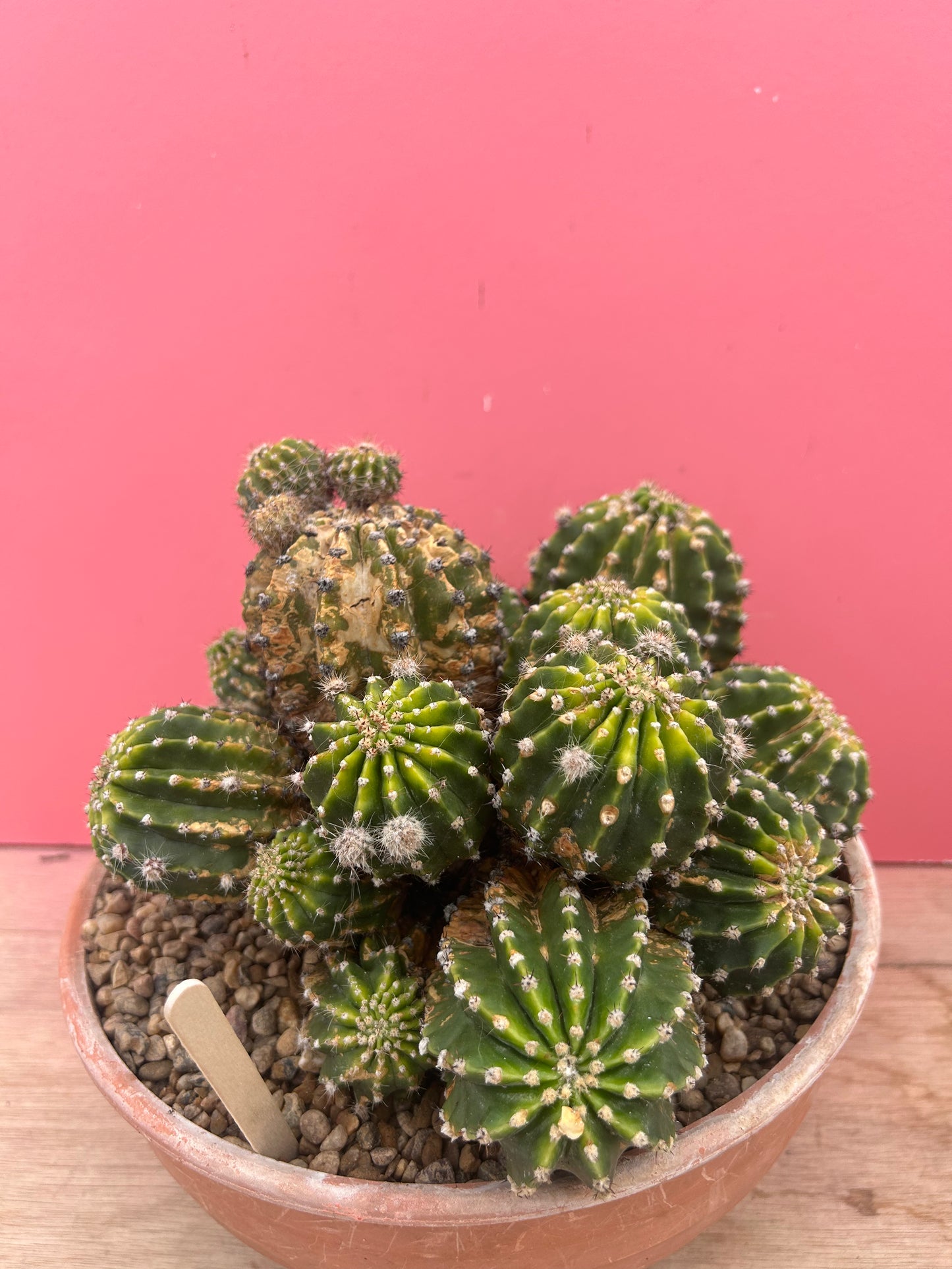 Echinopsis oxygona (978)