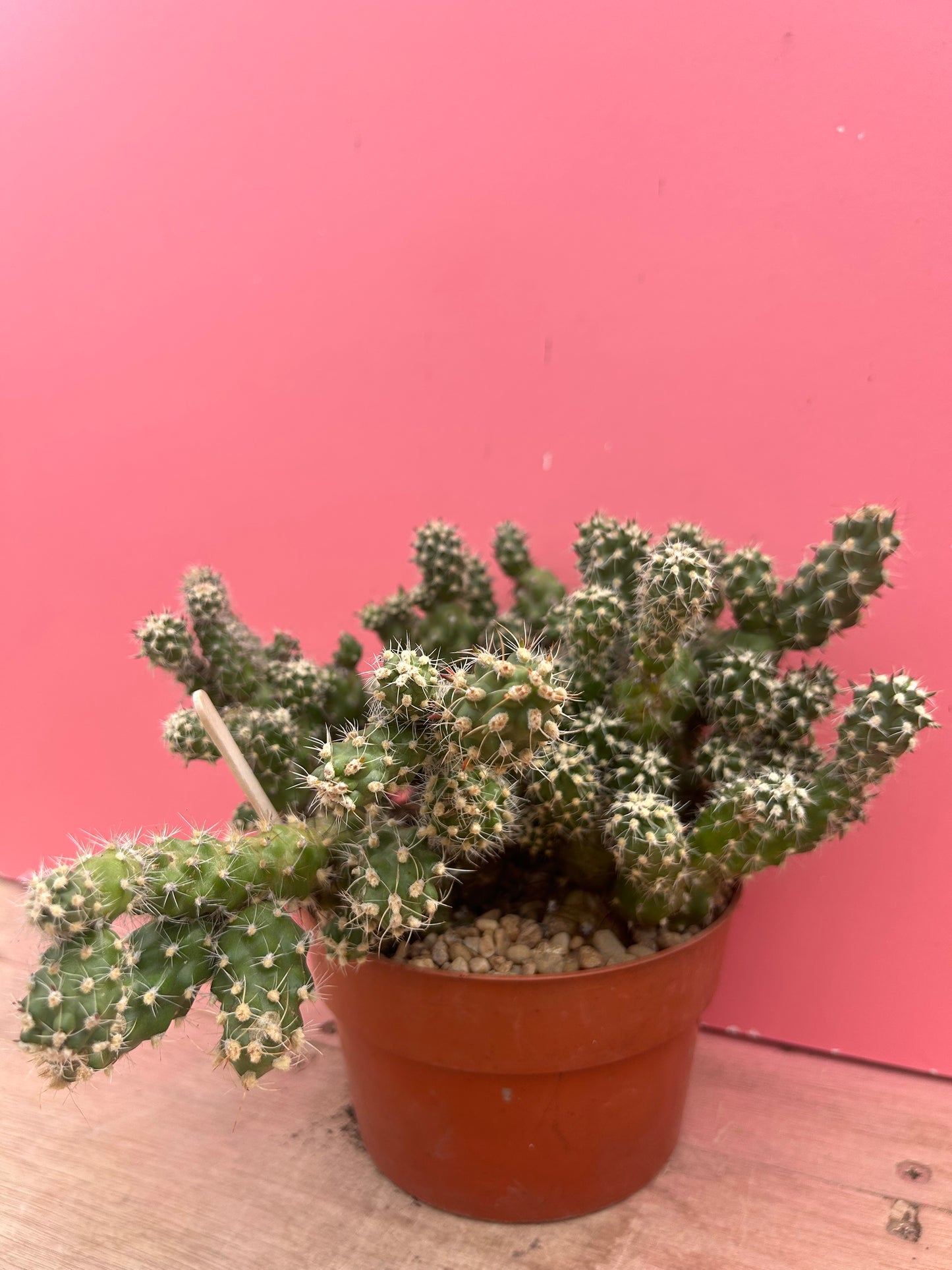 Corynopuntia vilis (979)