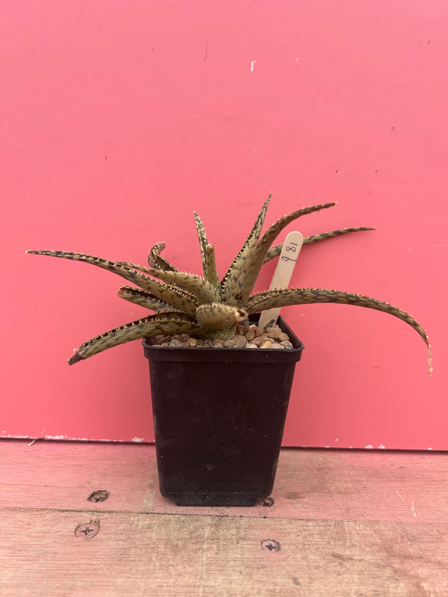Aloe 'Lizard Lips' (981)