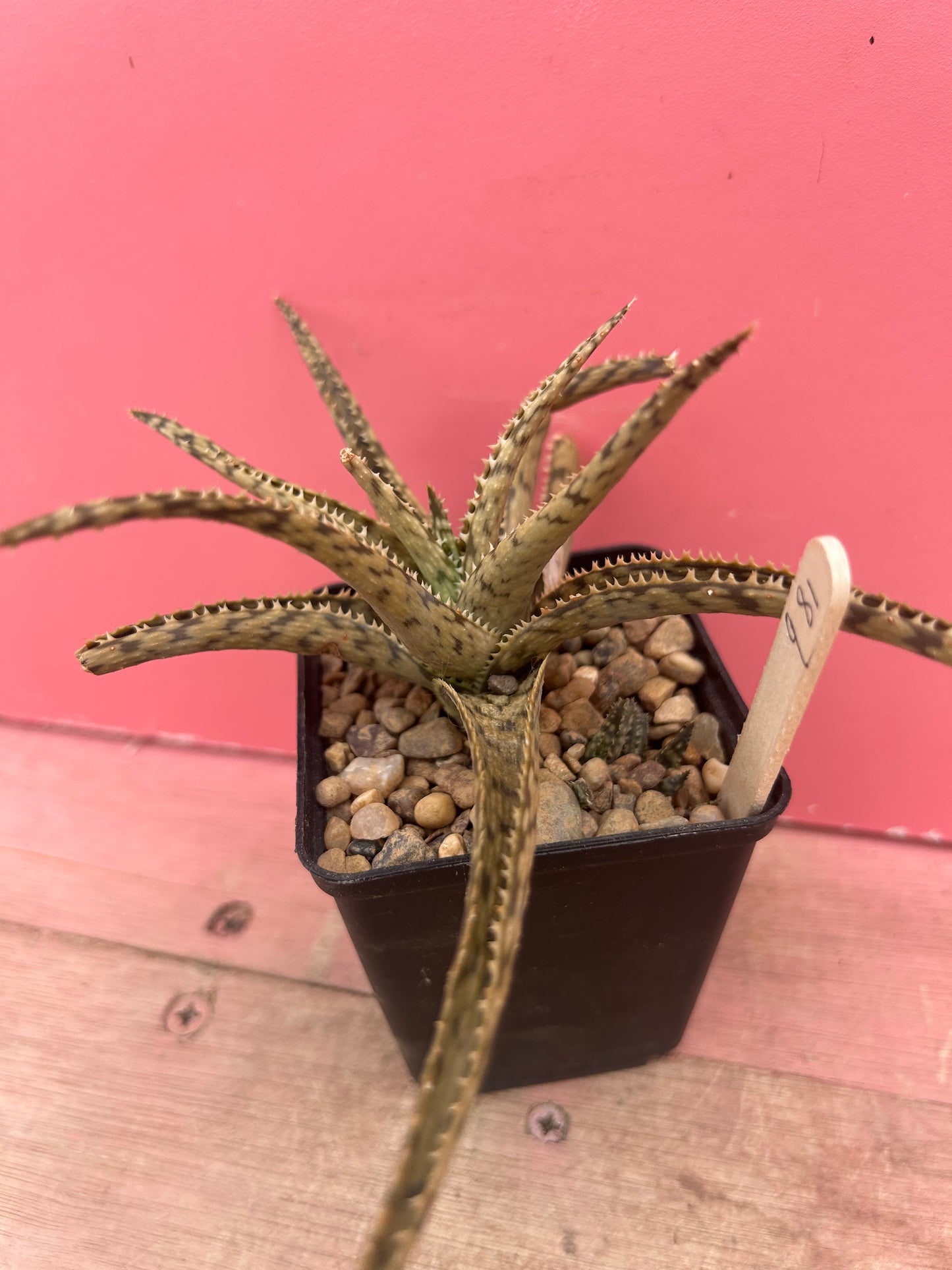 Aloe 'Lizard Lips' (981)