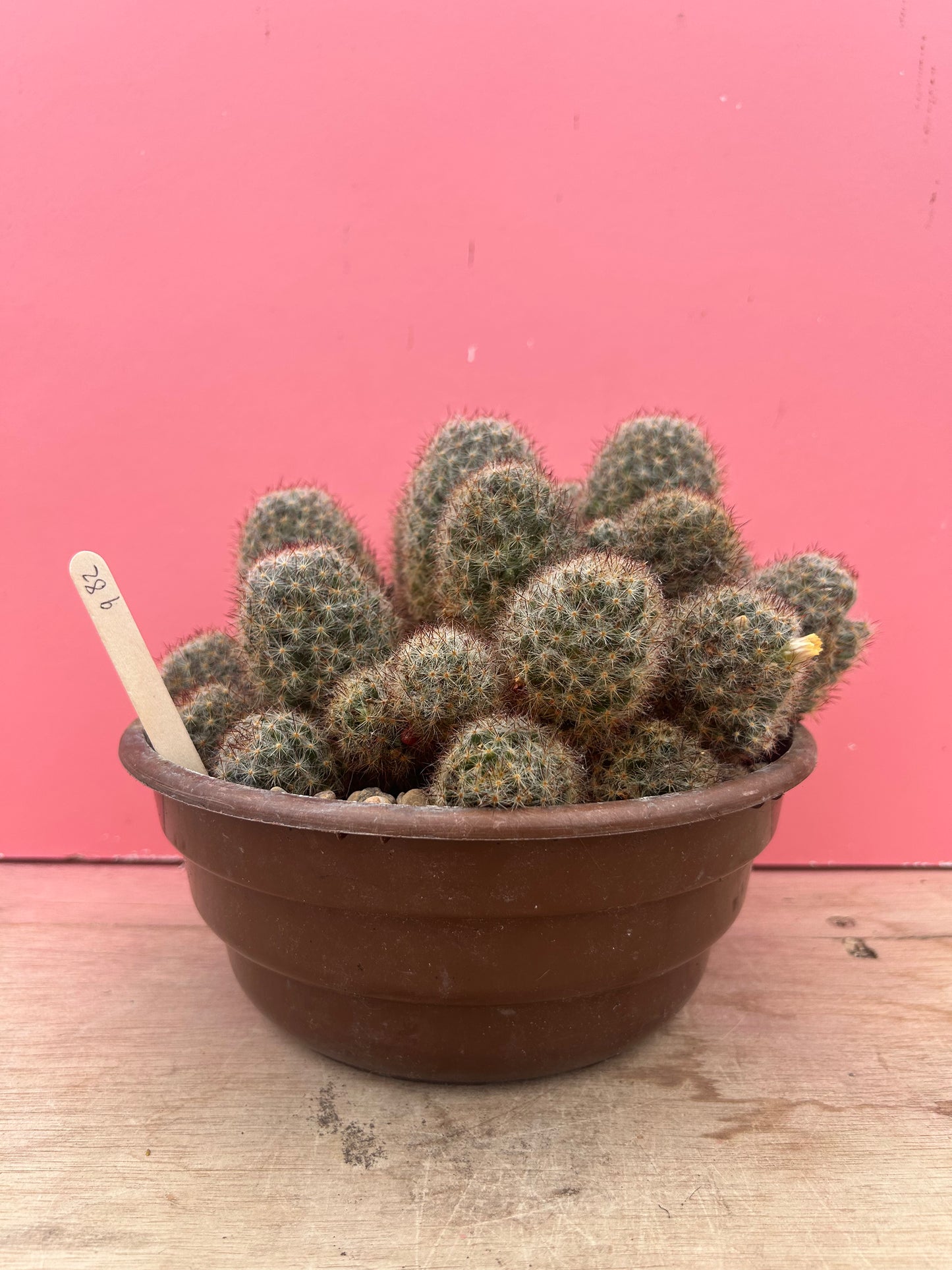 Mammillaria mathildae (982)