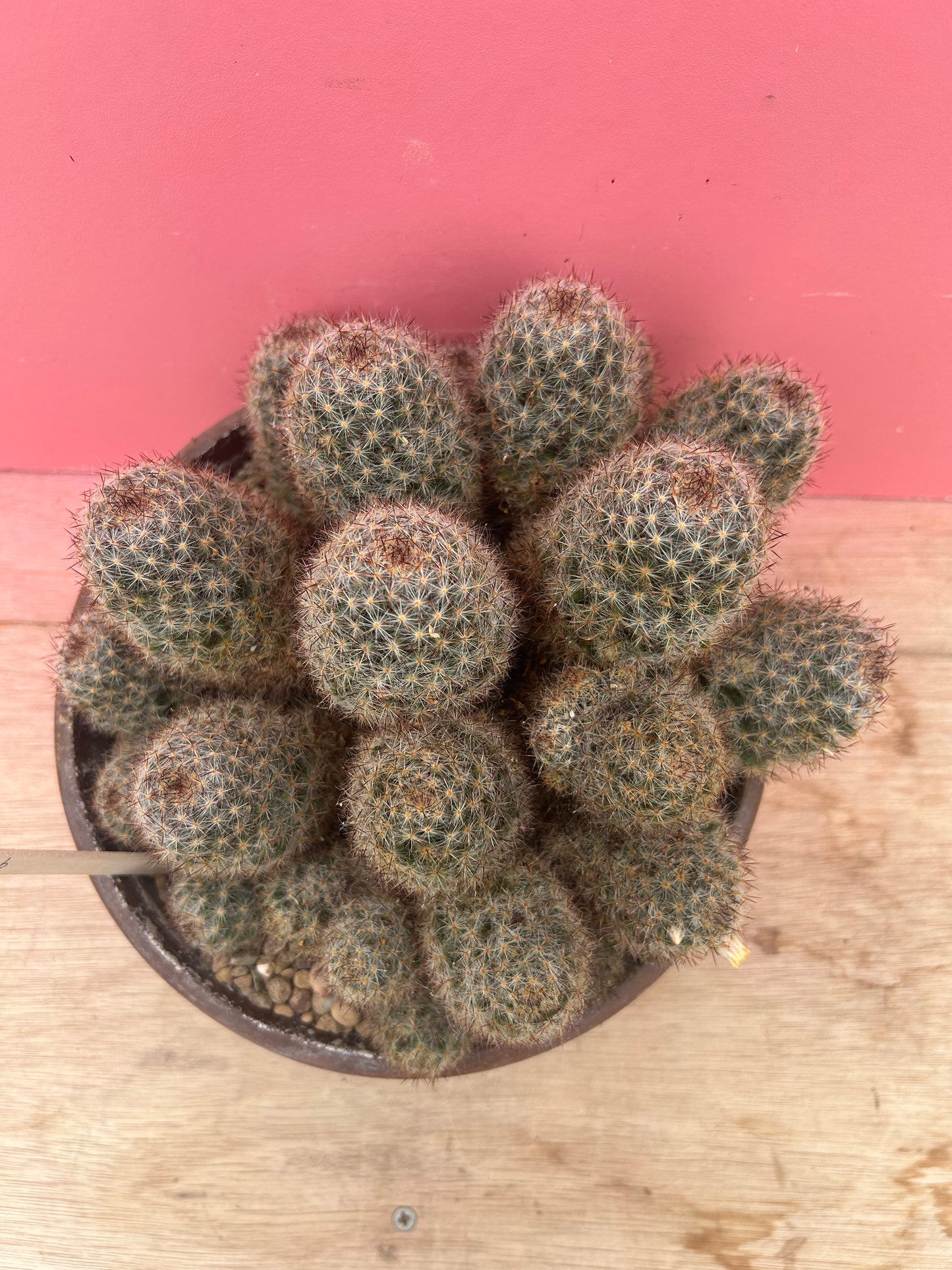 Mammillaria mathildae (982)