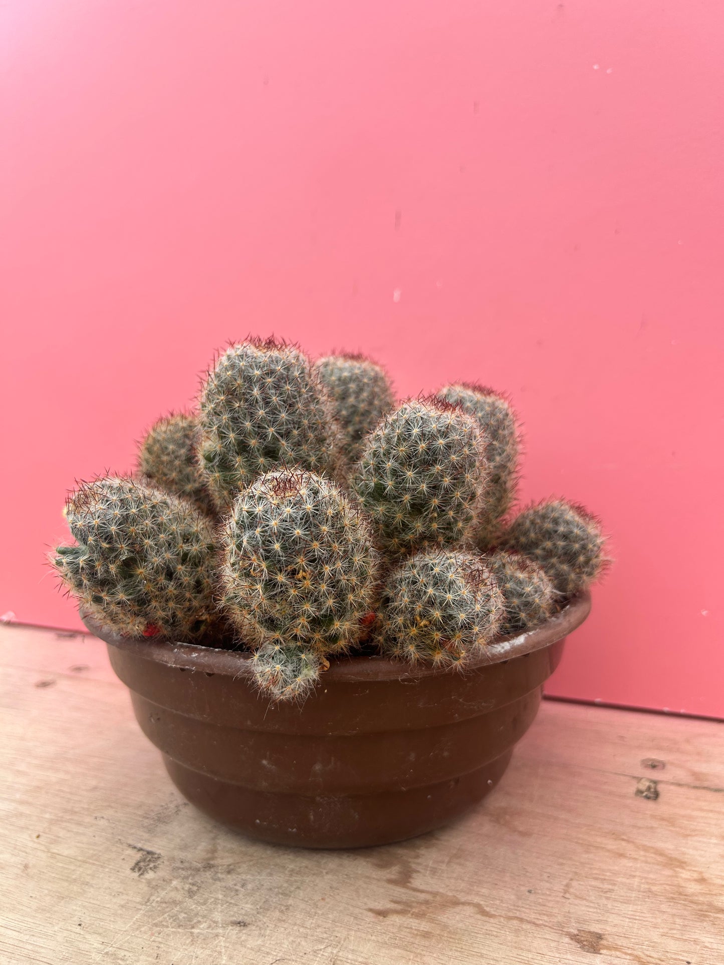 Mammillaria mathildae (982)