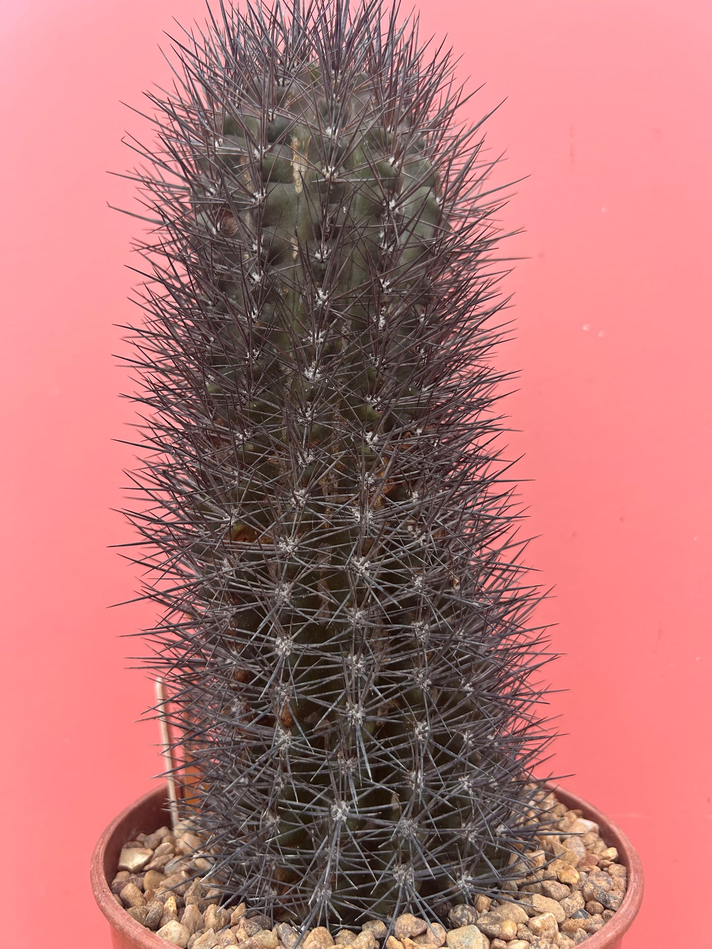 Neoporteria rapifera (984)
