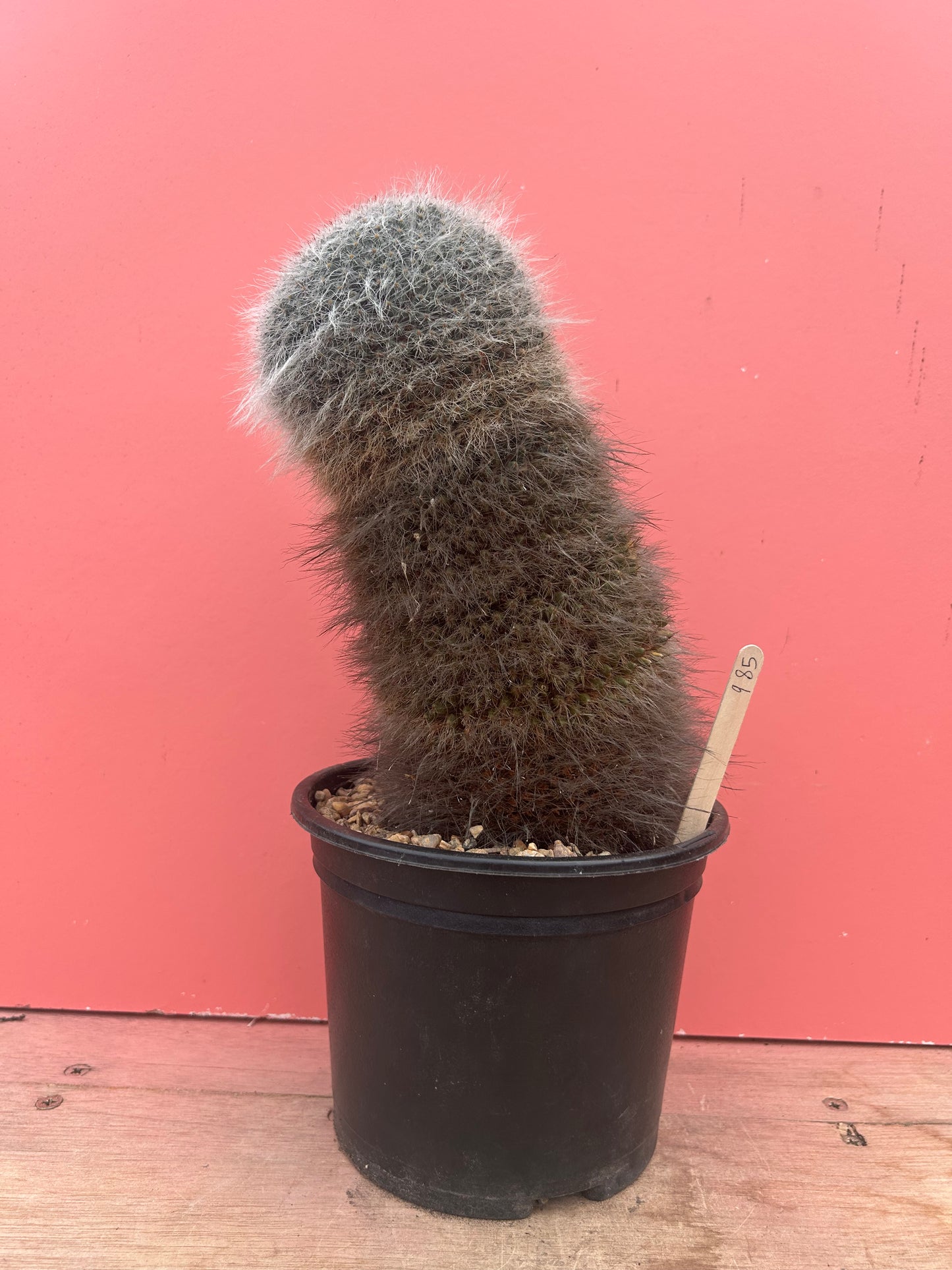 Mammilaria hahniana (985)