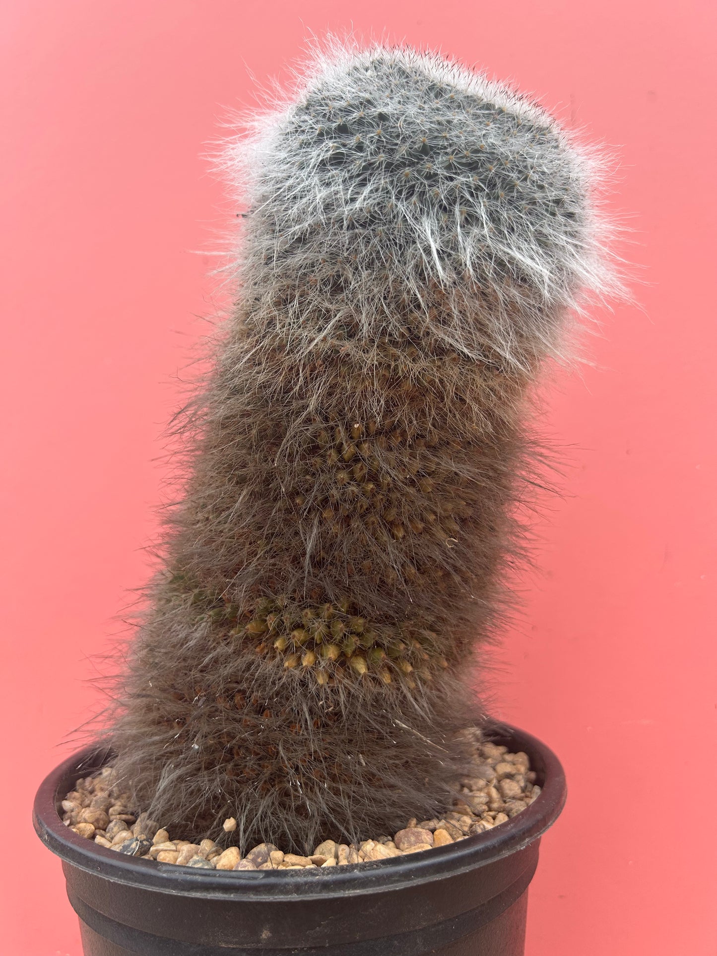 Mammilaria hahniana (985)