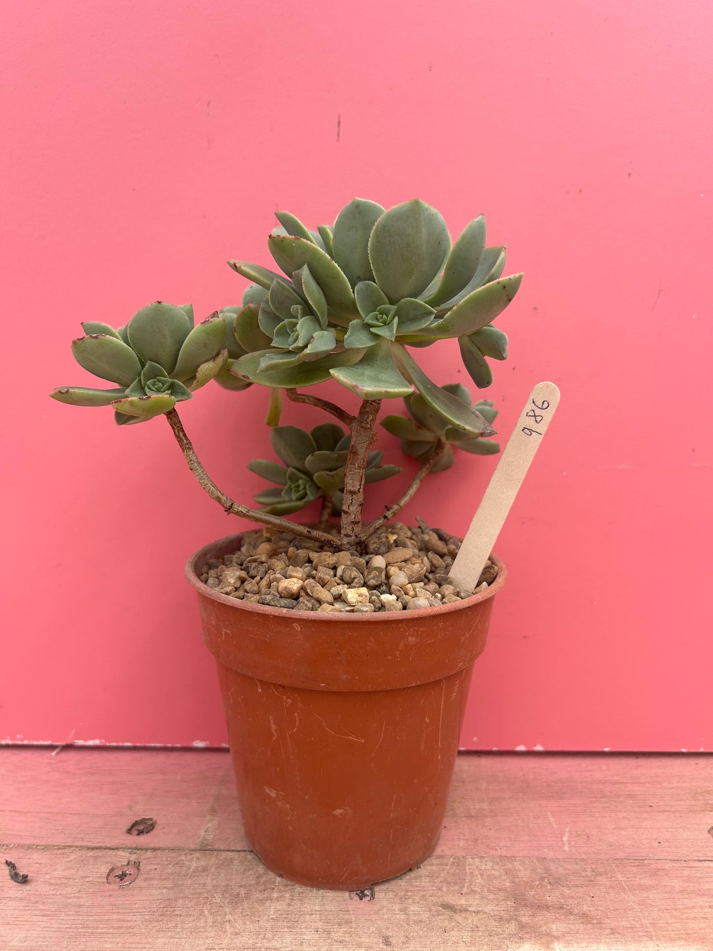 Aeonium dwarf species (986)