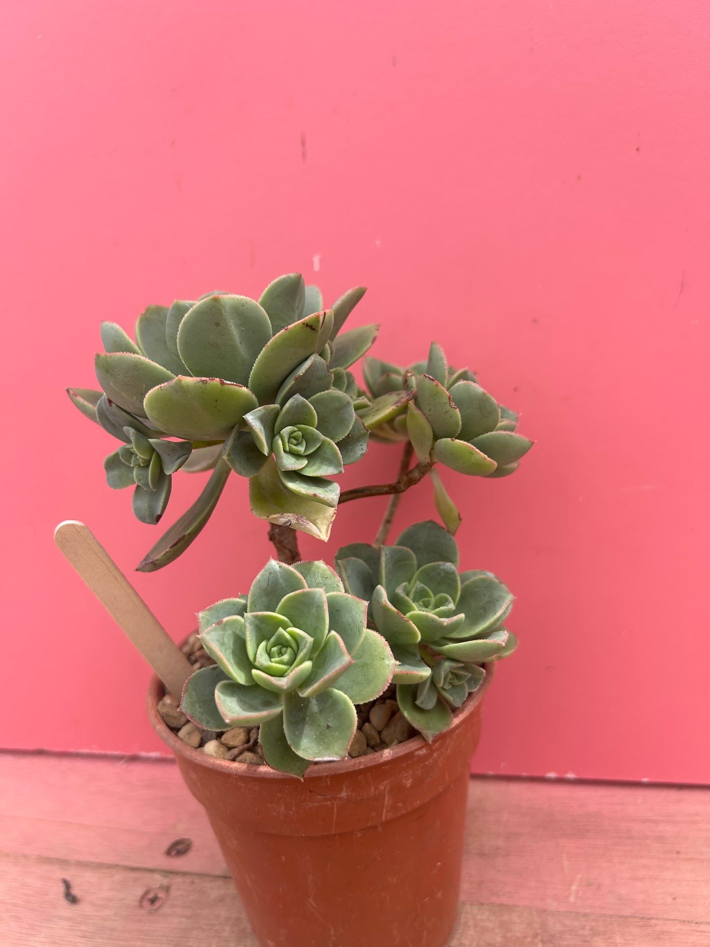 Aeonium dwarf species (986)