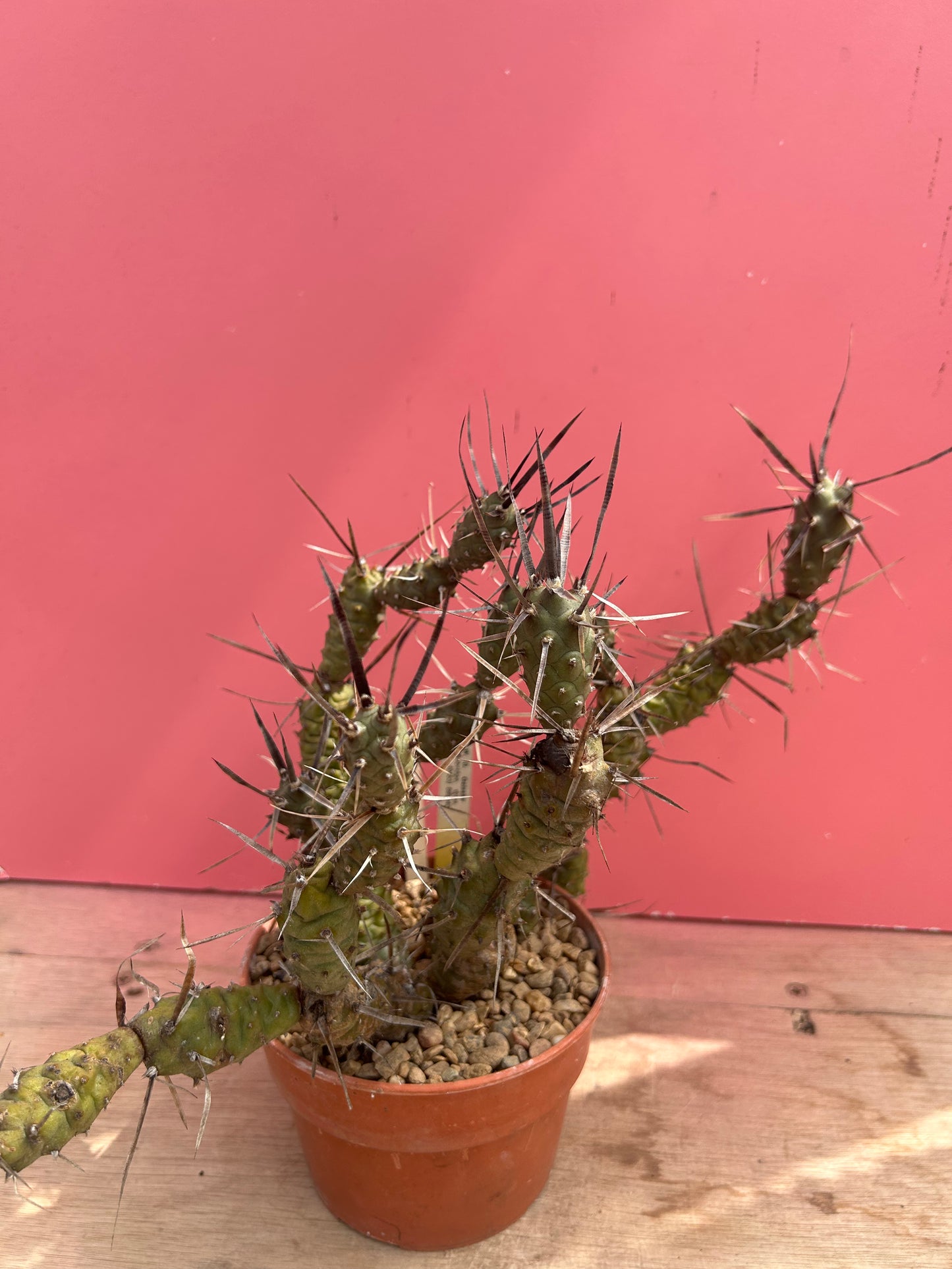 Tephrocactus articulatus (988)