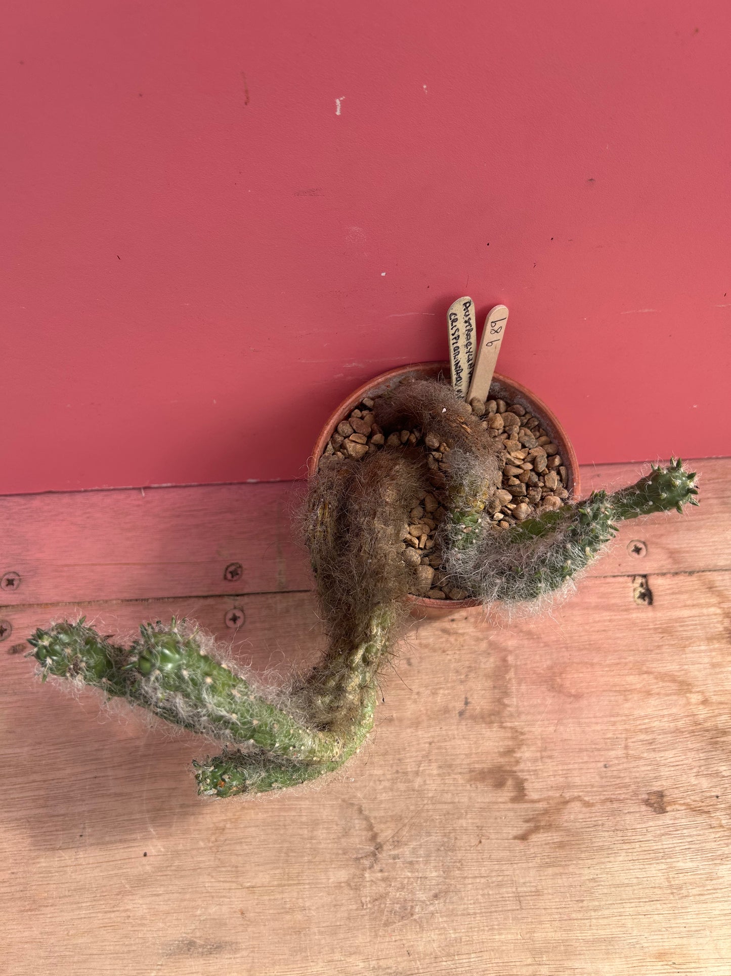 Austrocylindropuntia vestita (989)