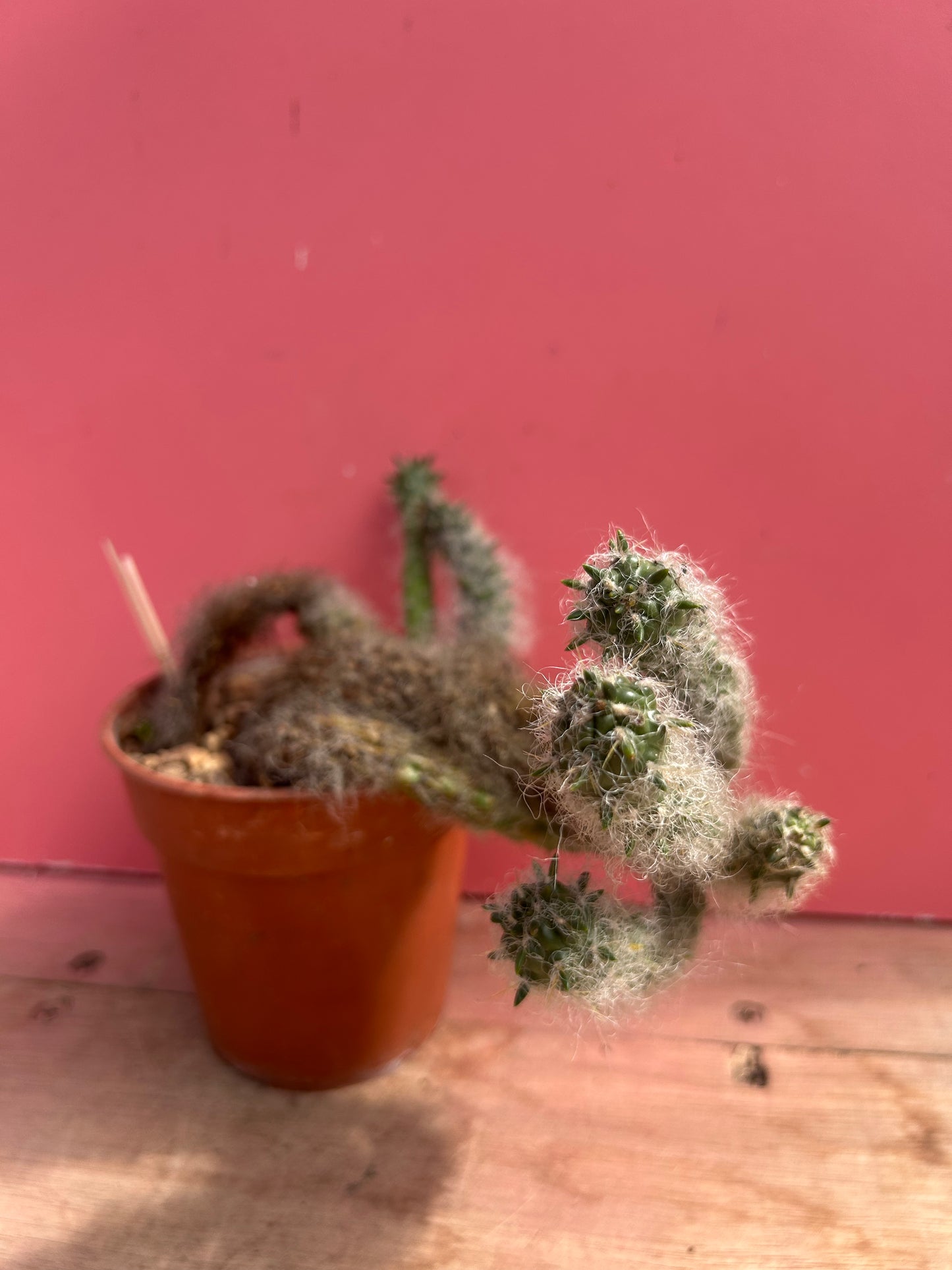 Austrocylindropuntia vestita (989)