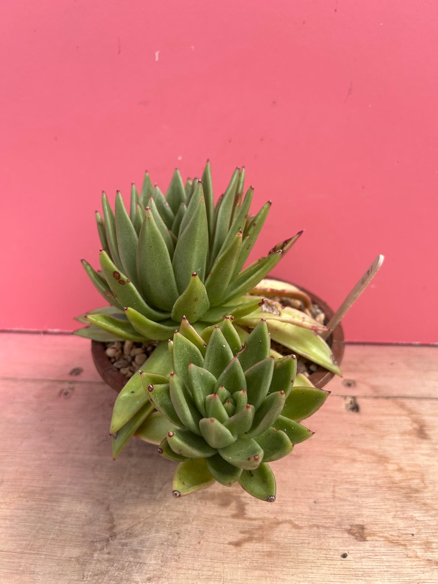 Echeveria gigantea (991)