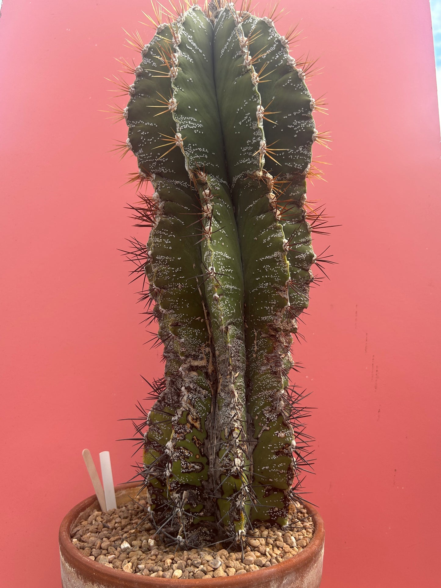 Astrophytum ornatum (992)