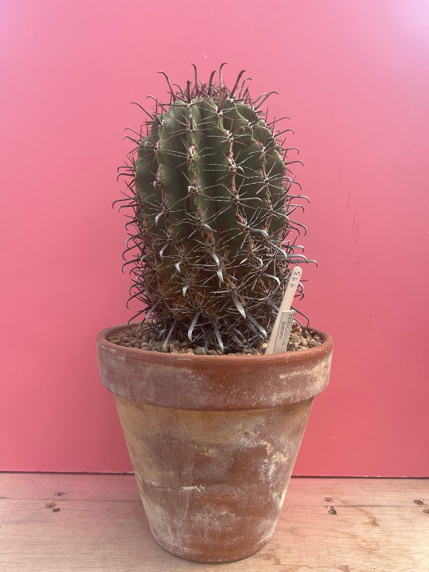 Ferocactus emoryi (993)
