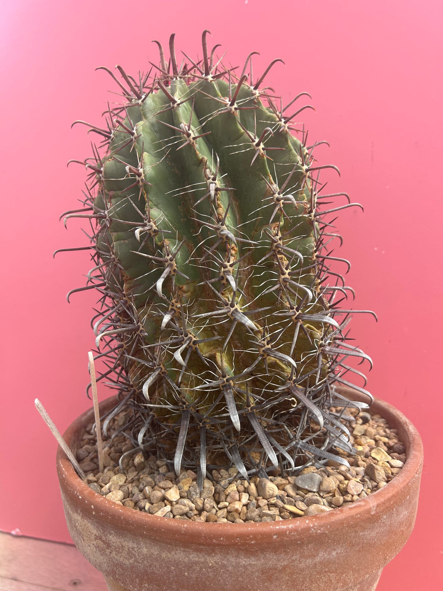 Ferocactus emoryi (993)