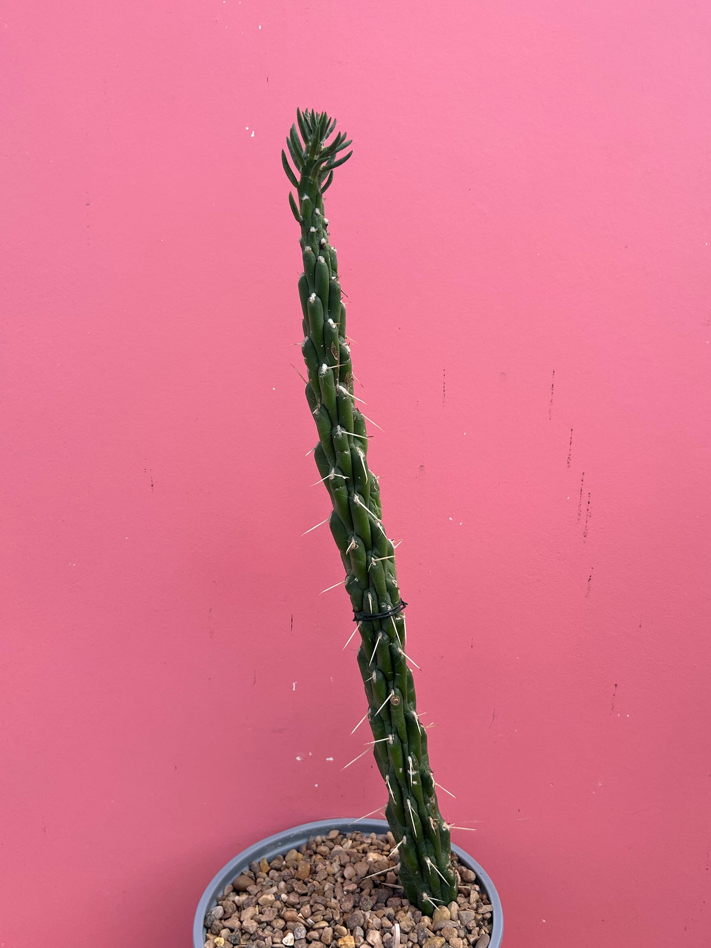 Austrocylindropuntia subulata (994)
