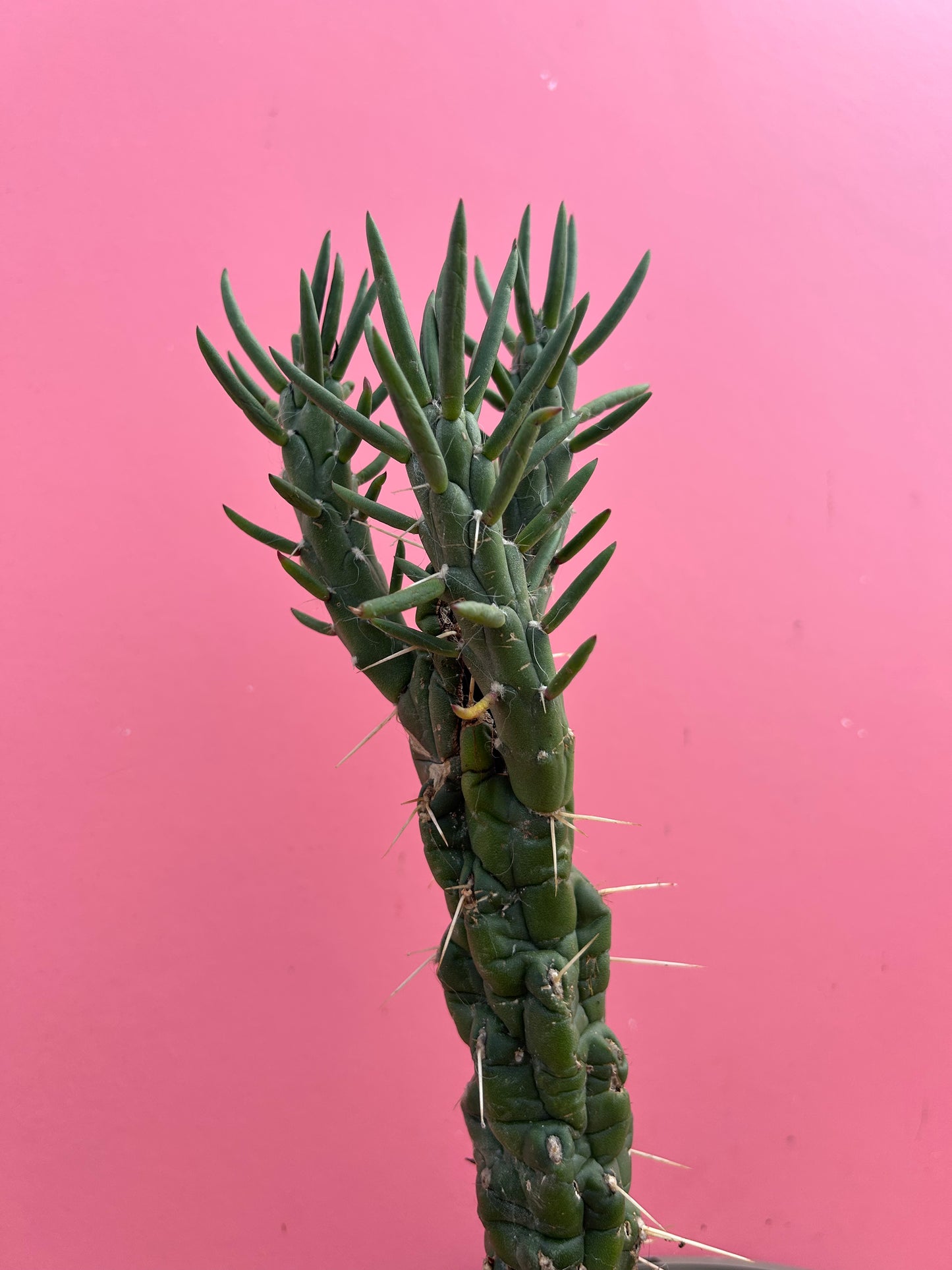 Austrocylindropuntia subulata (995)