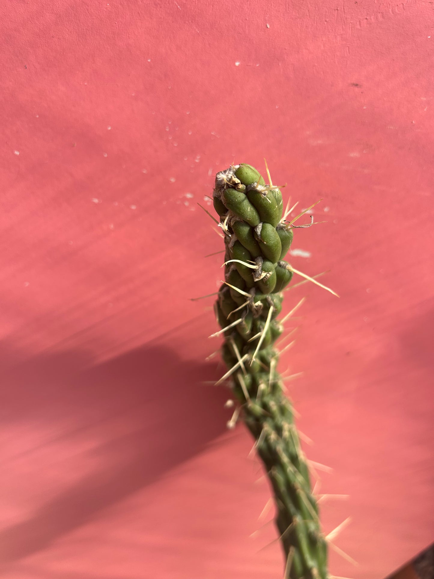 Austrocylindropuntia subulata (997)