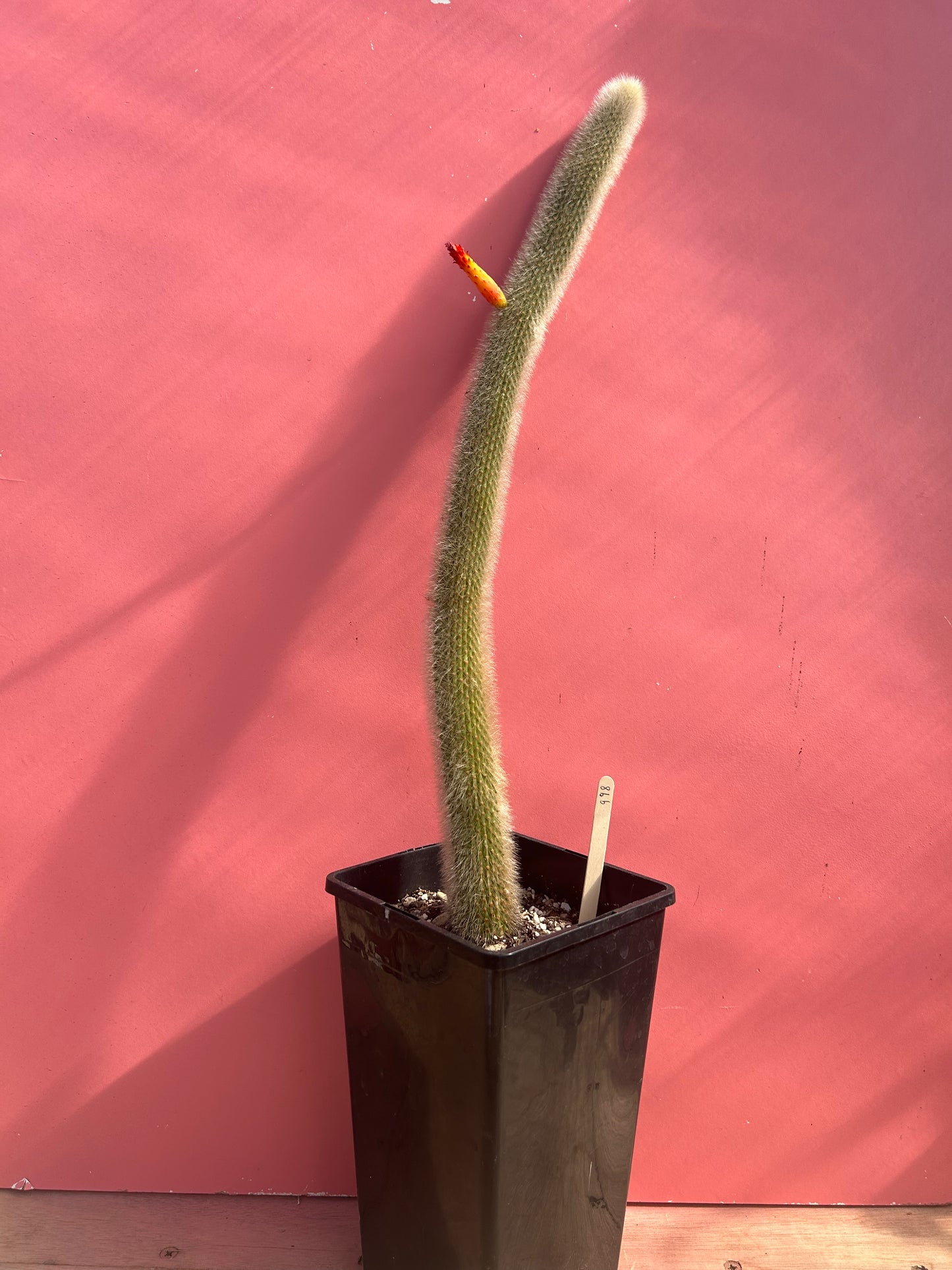 Cleistocactus strausii (998)