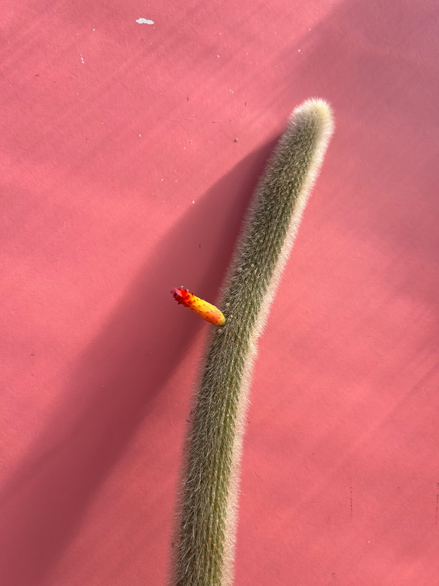 Cleistocactus strausii (998)