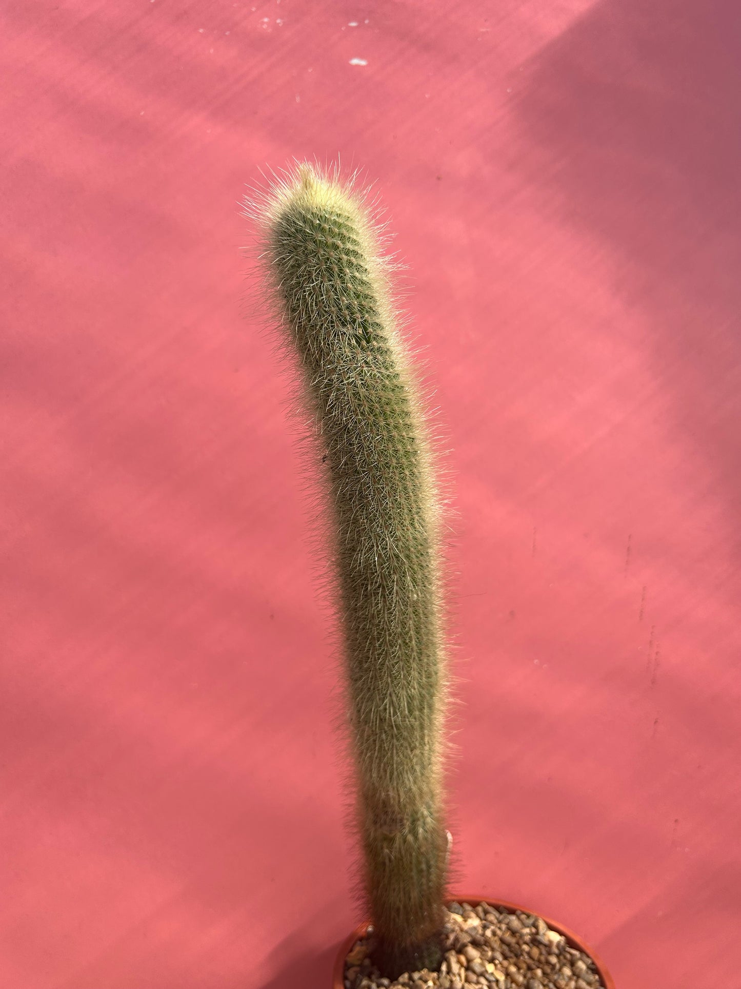 Cleistocactus species (999)