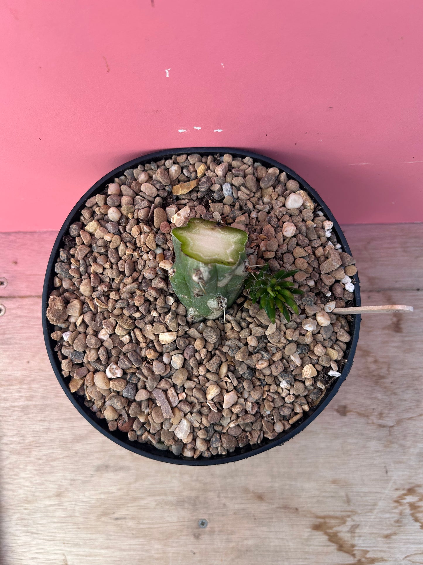 Austrocylindropuntia subulata (1000)