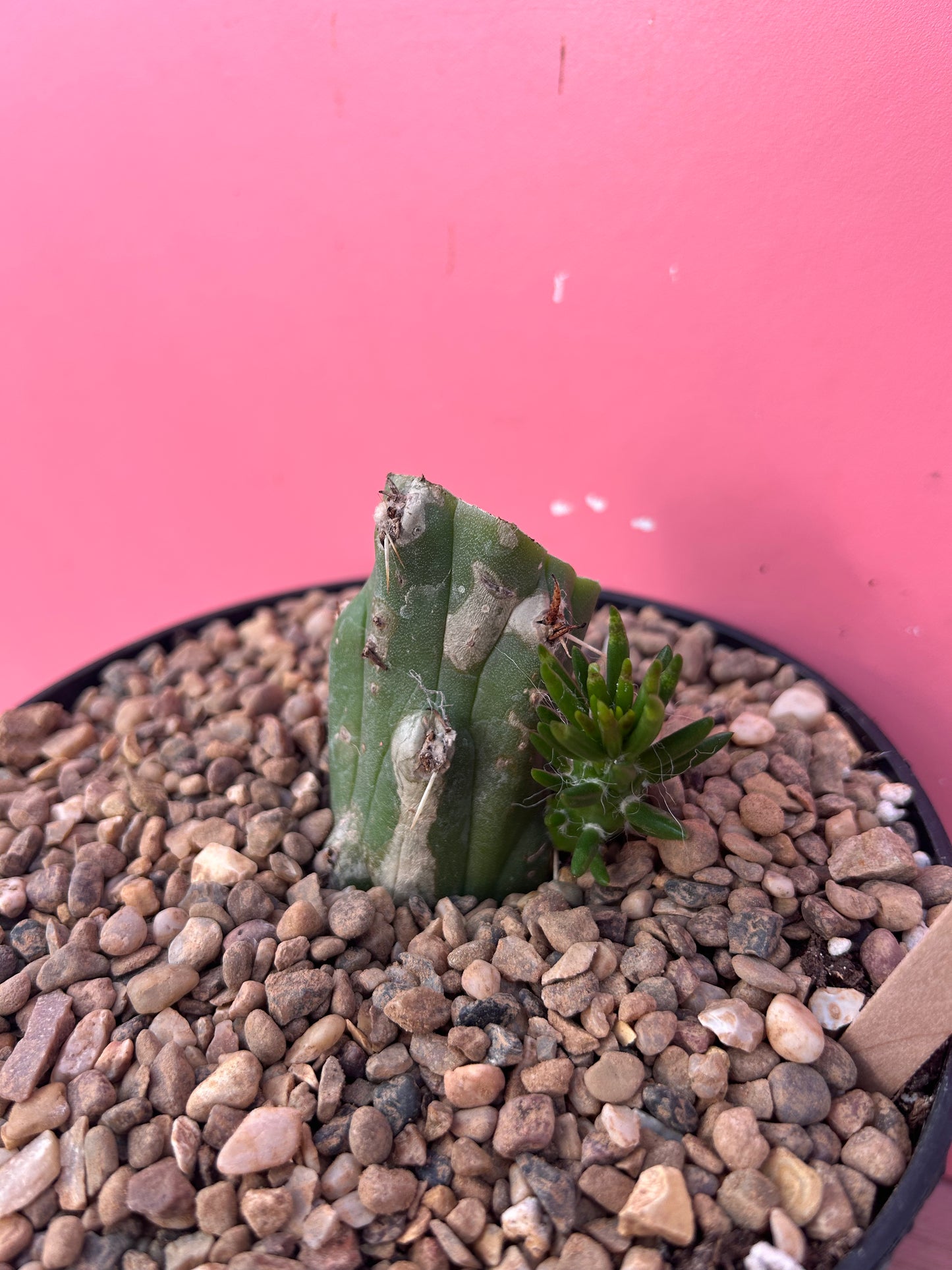 Austrocylindropuntia subulata (1000)