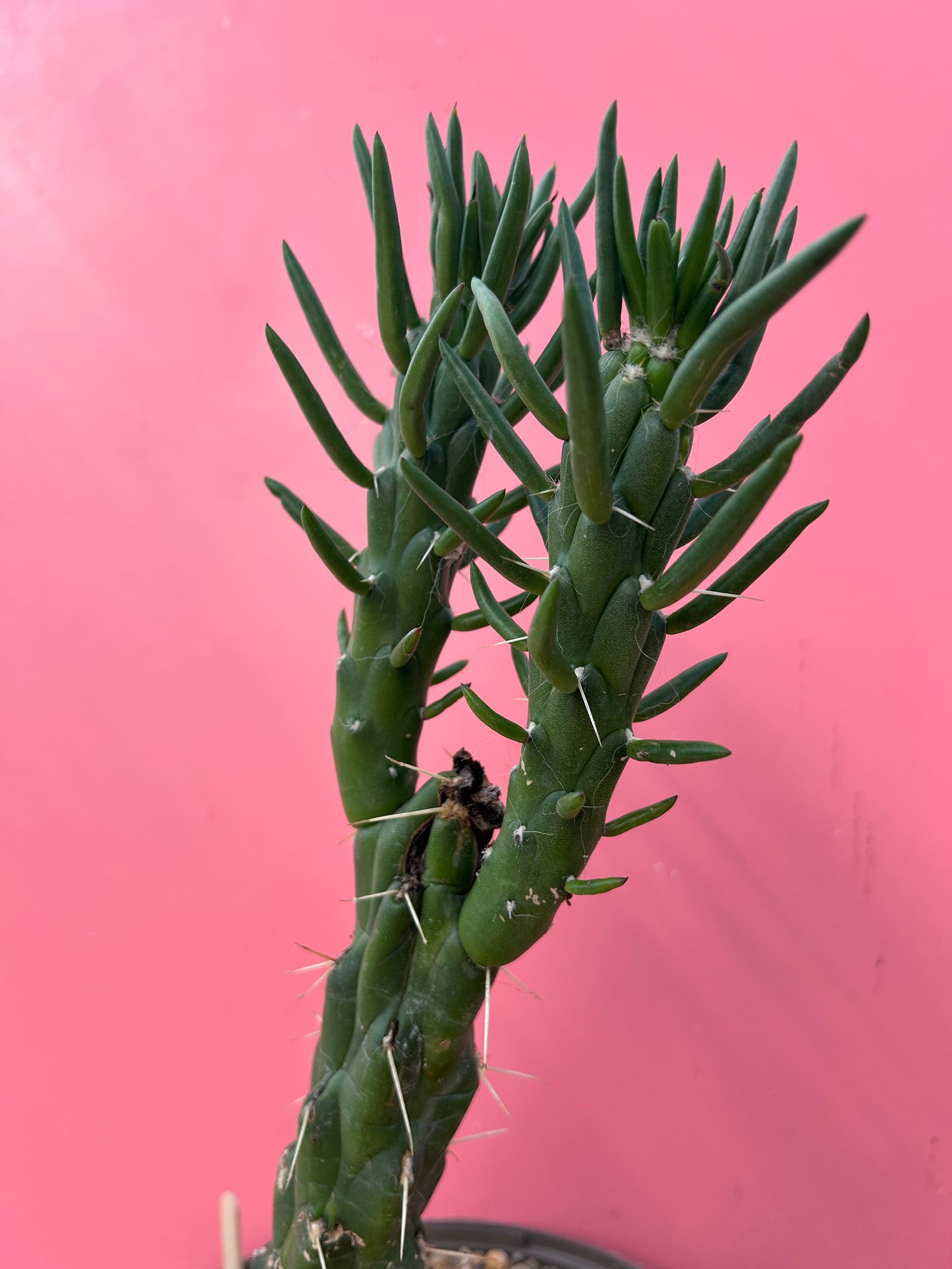 Austrocylindropuntia subulata (1002)
