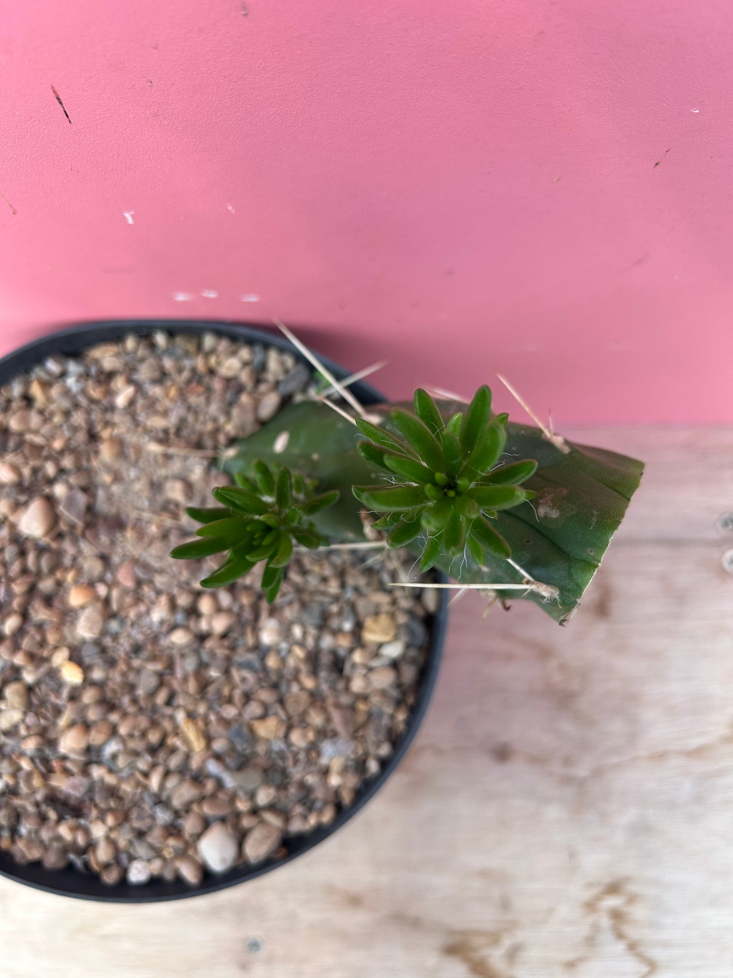 Austrocylindropuntia subulata (1003)