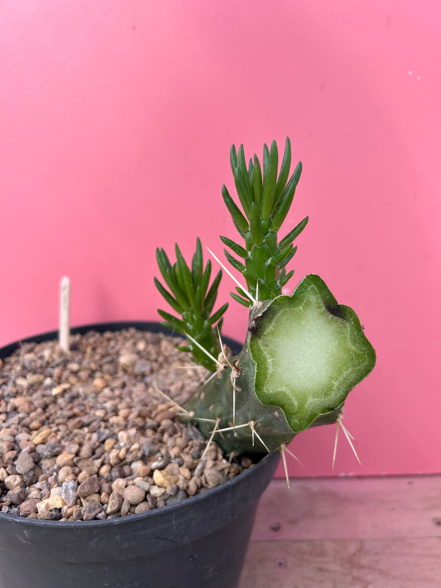 Austrocylindropuntia subulata (1003)