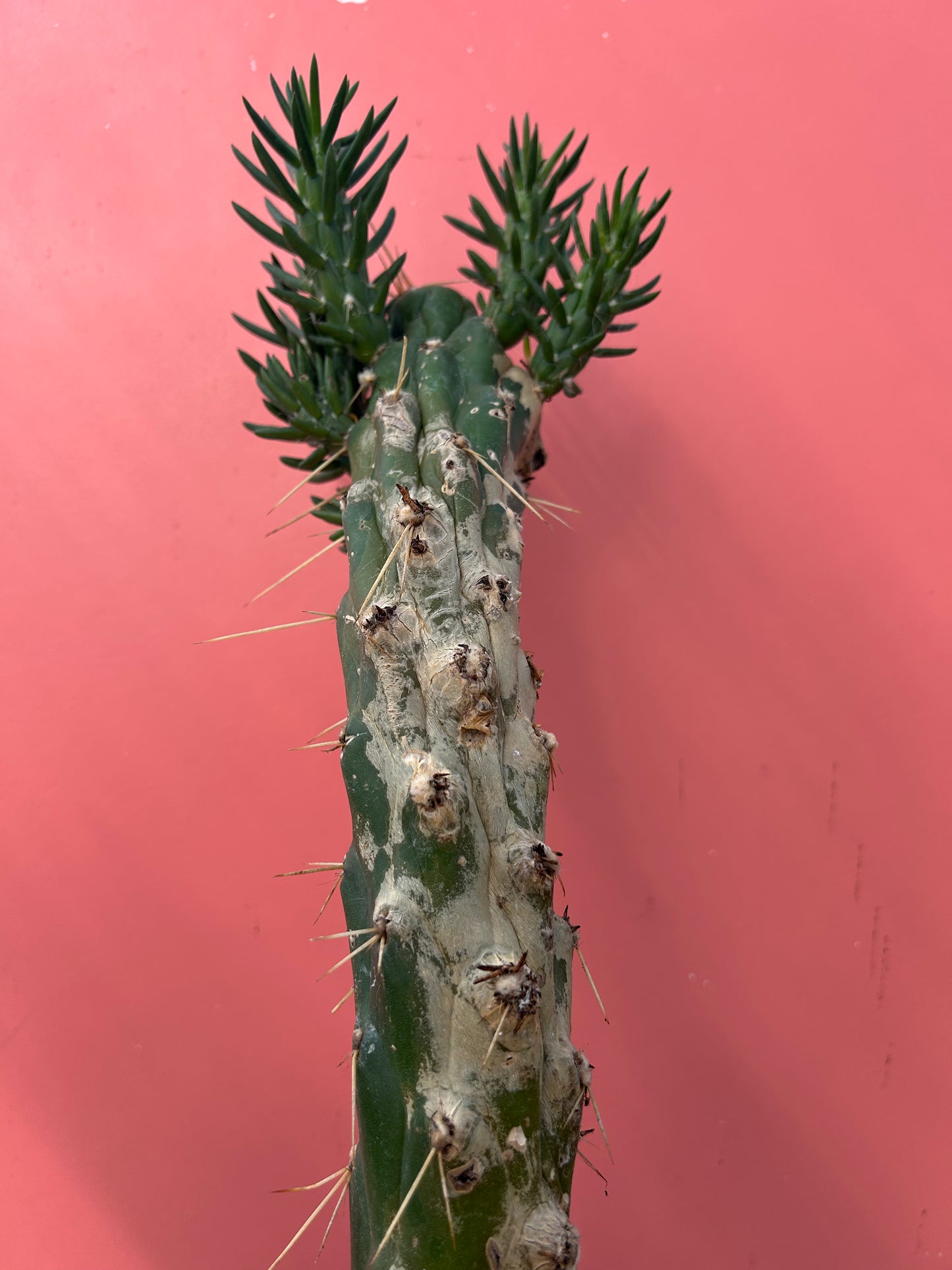 Austrocylindropuntia subulata (1004)