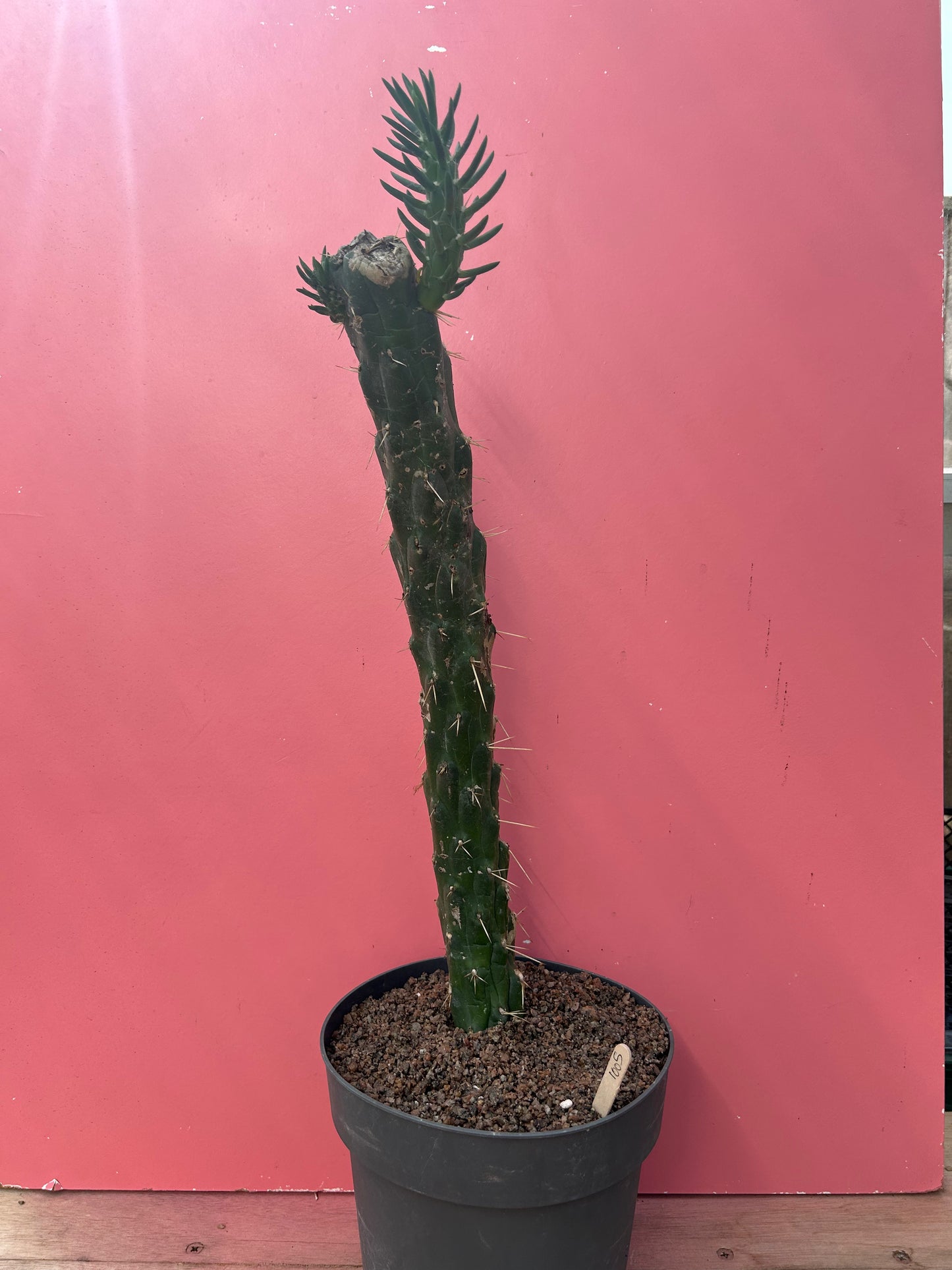 Austrocylindropuntia subulata (1005)