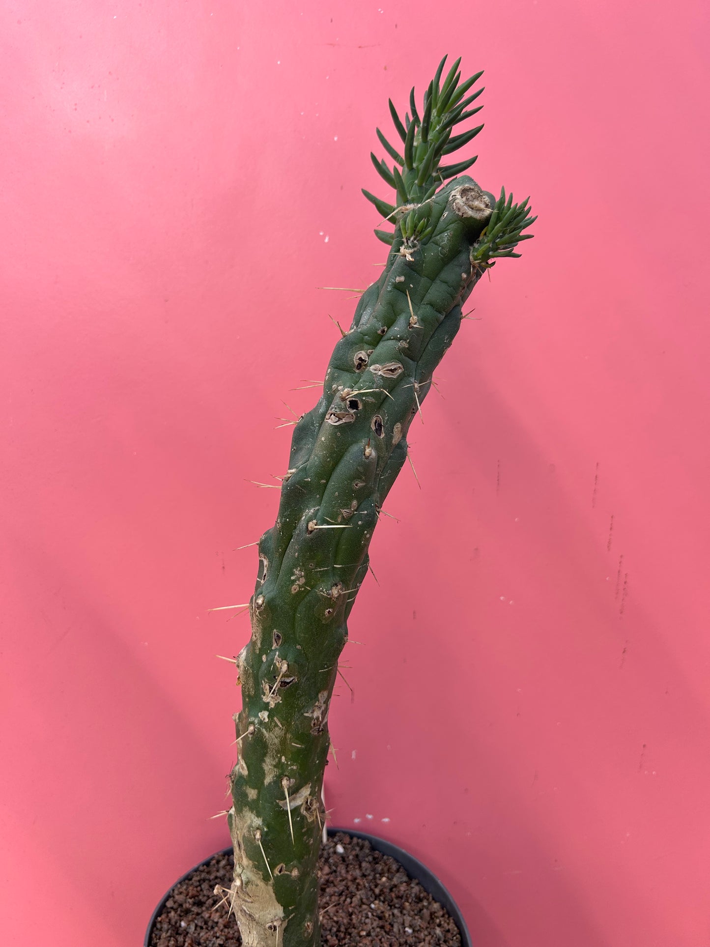 Austrocylindropuntia subulata (1005)