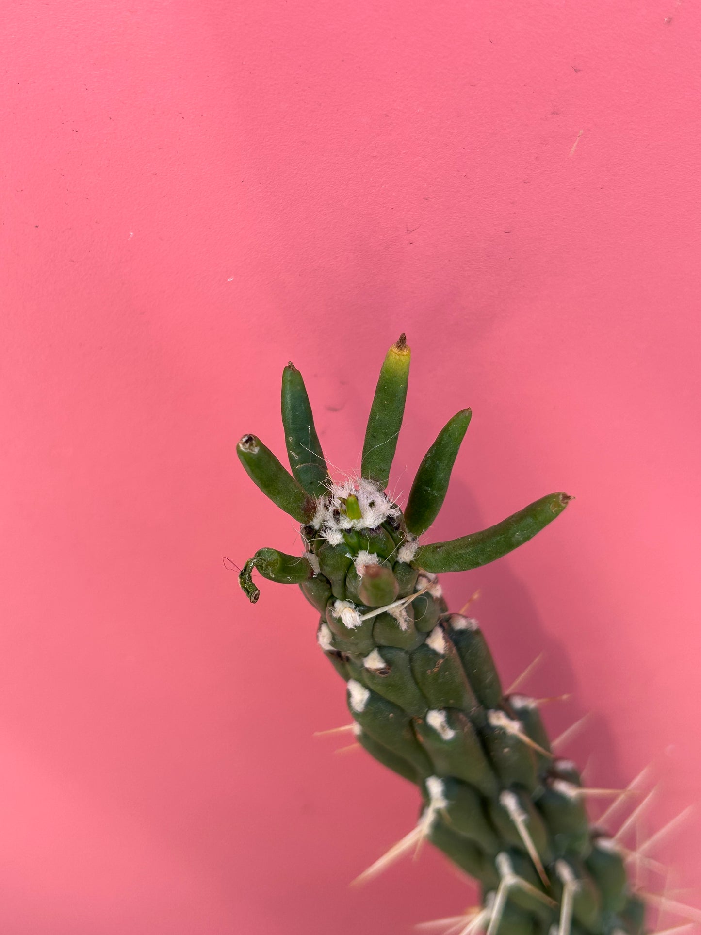 Austrocylindropuntia subulata (1006)